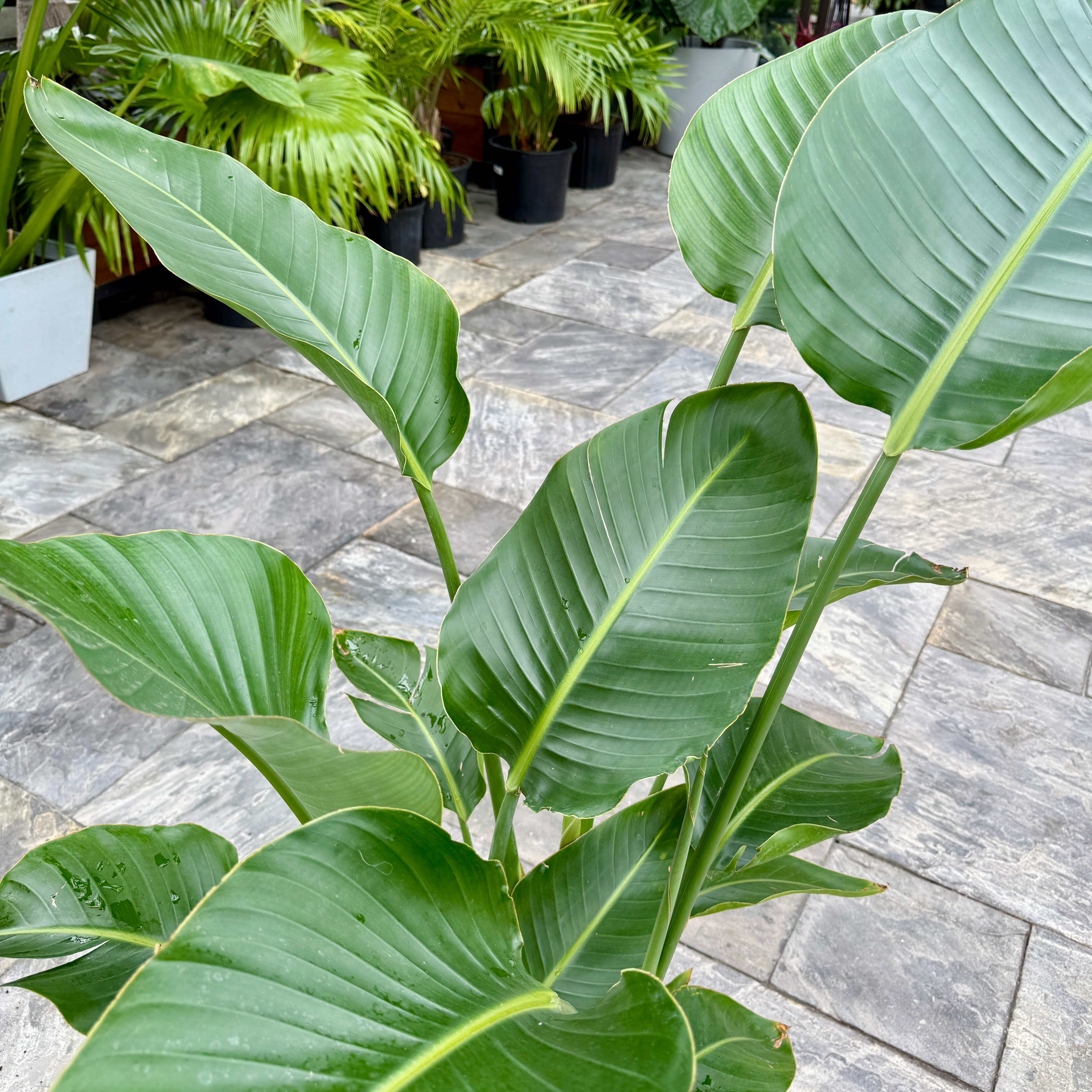 Bird of Paradise - Yellow (Strelizia reginae - Yellow) - 10" Pot - 3ppp