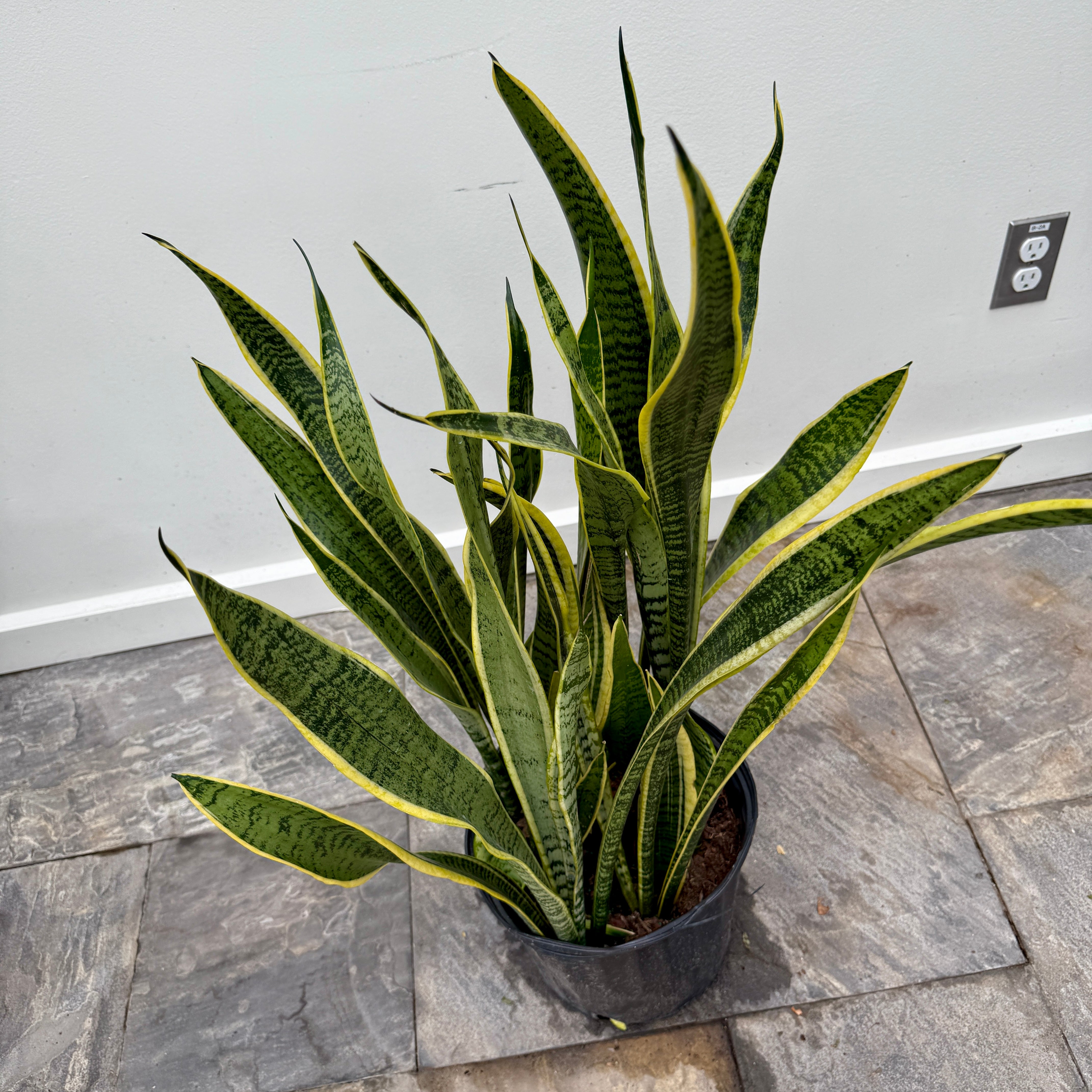 Snake Plant 'Laurentii' (Dracaena trifasciata 'Laurentii') - 10" Pot