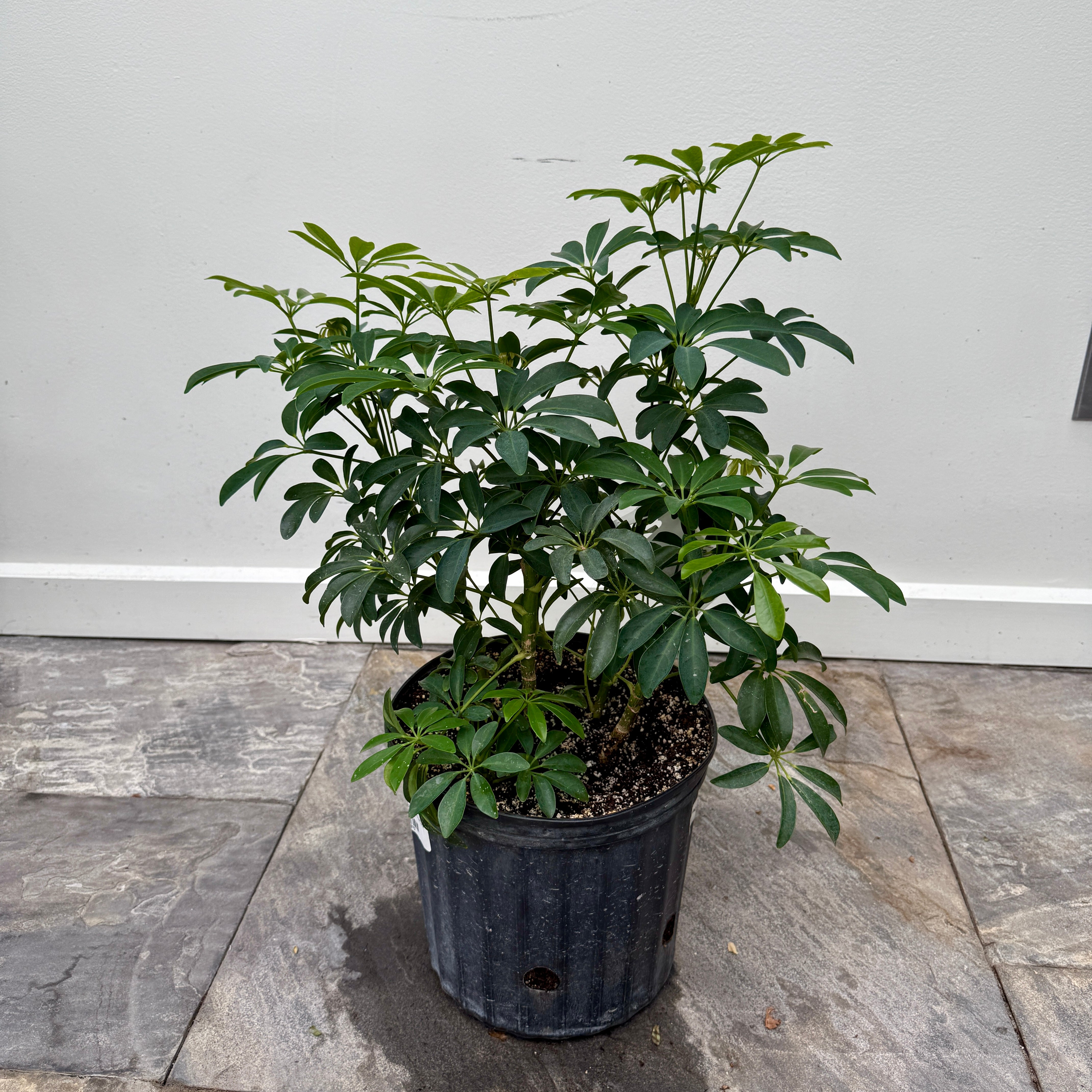Umbrella Tree 'Arboricola' (Heptapleurum arboricola) - 10" Pot