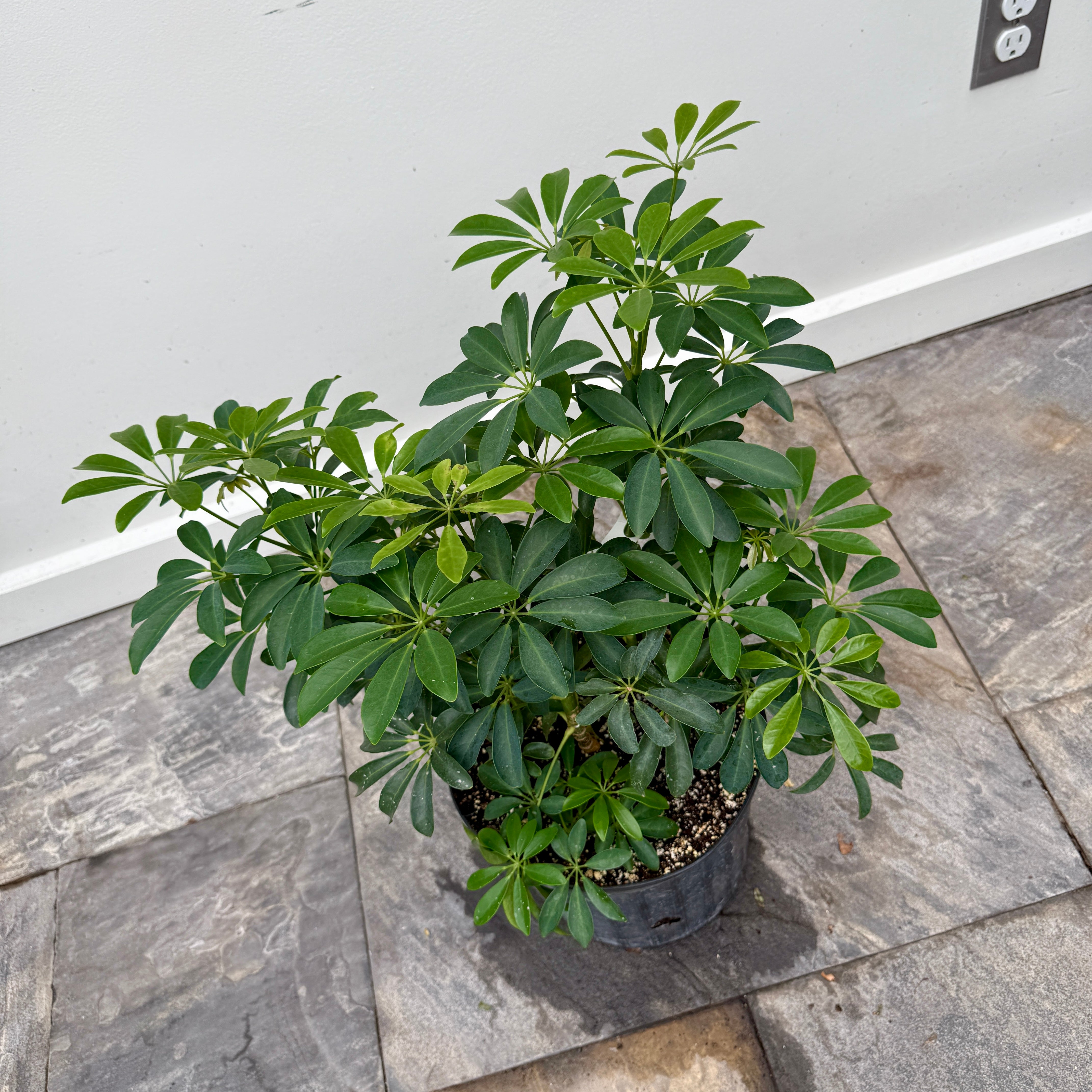 Umbrella Tree 'Arboricola' (Heptapleurum arboricola) - 10" Pot