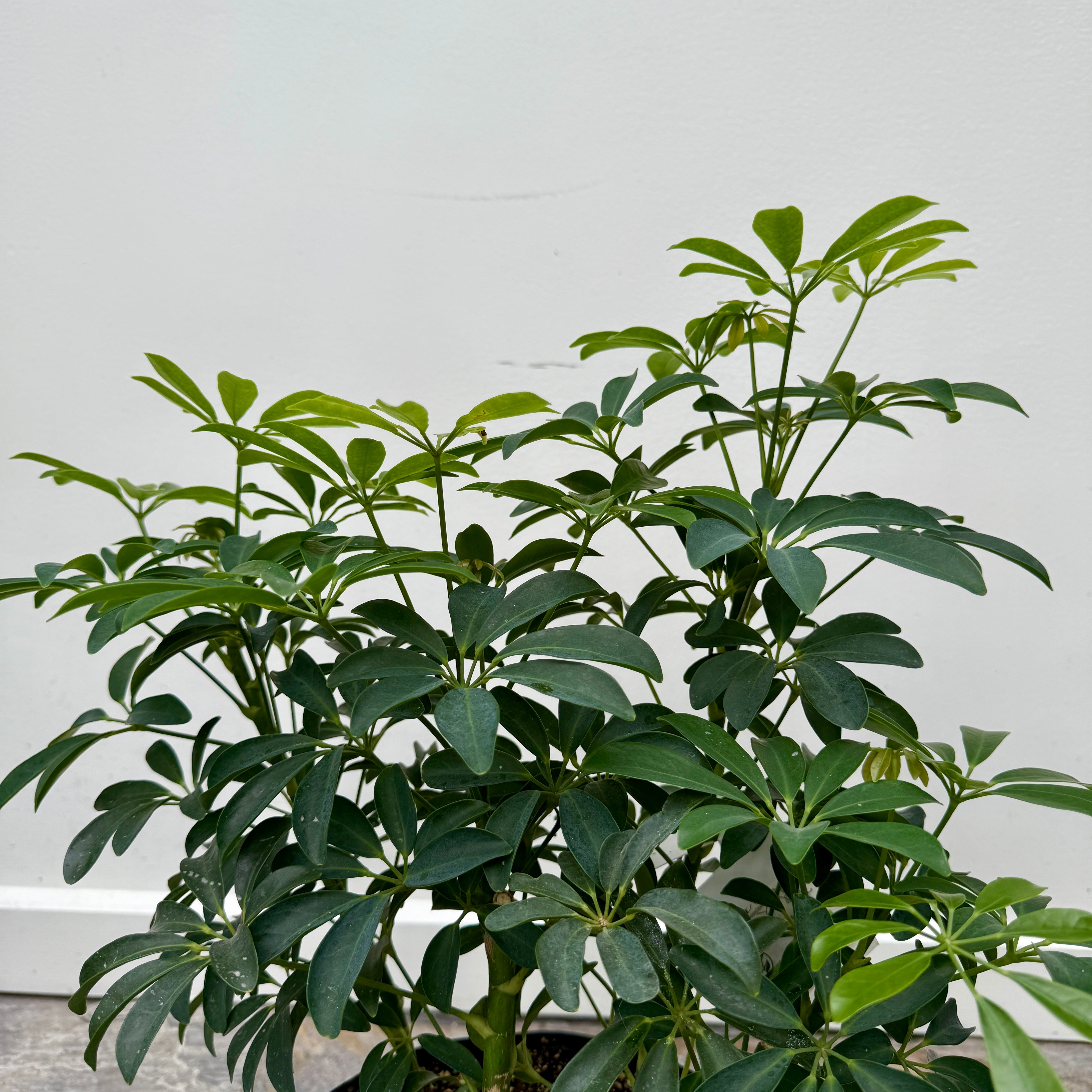 Umbrella Tree 'Arboricola' (Heptapleurum arboricola) - 10" Pot