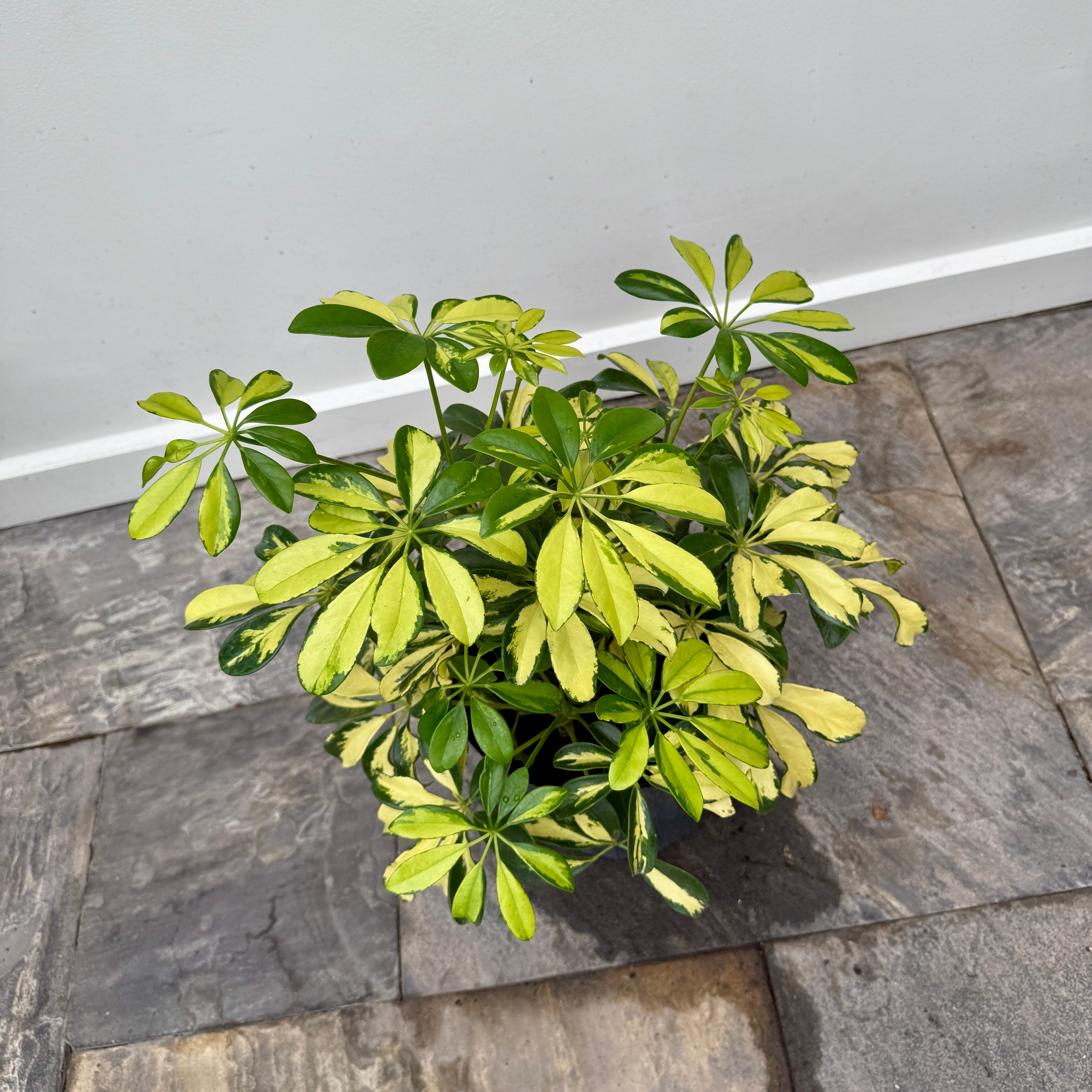 Umbrella Tree 'Trinette' (Schefflera arboricola 'Trinette') - 10" Pot