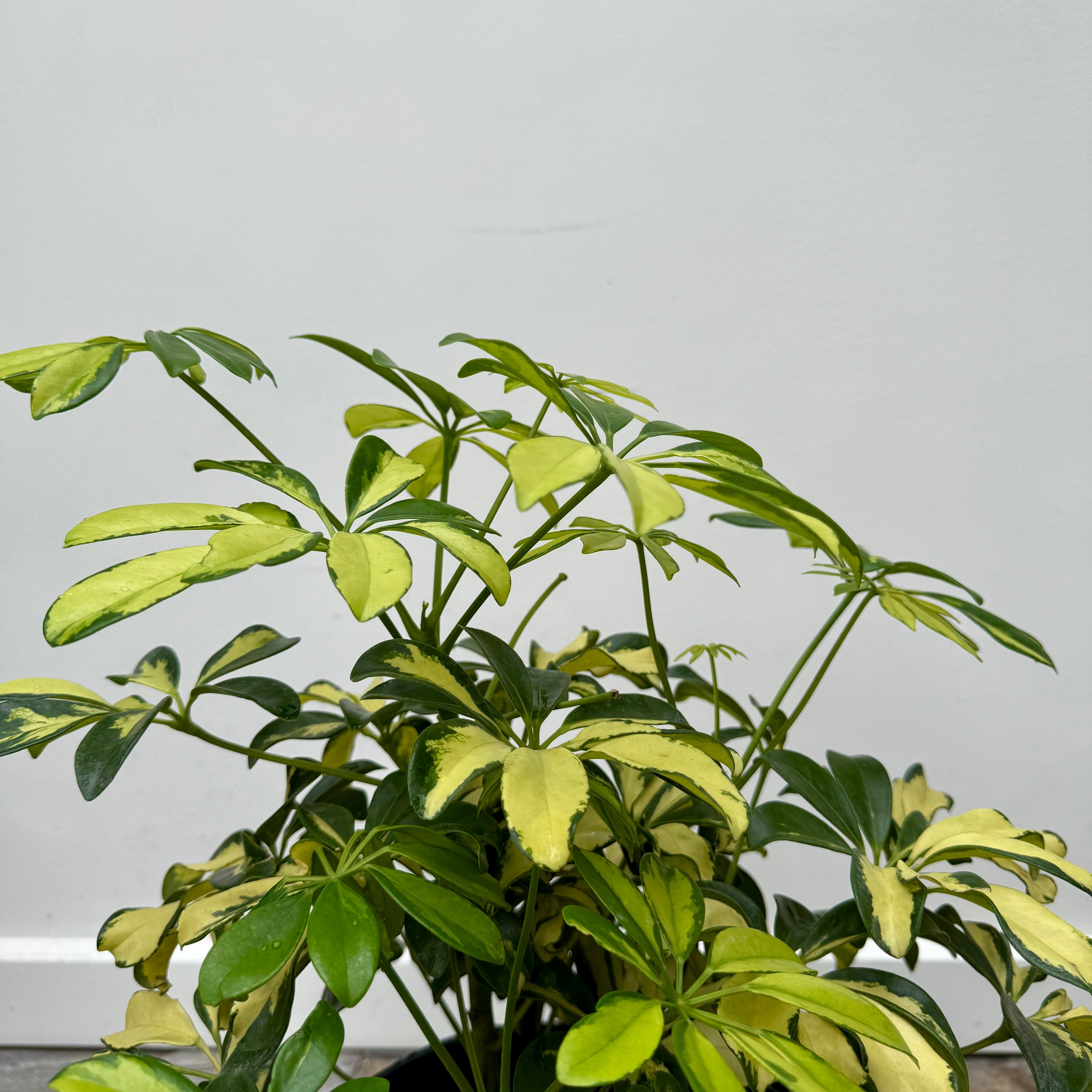 Umbrella Tree 'Trinette' (Schefflera arboricola 'Trinette') - 10" Pot