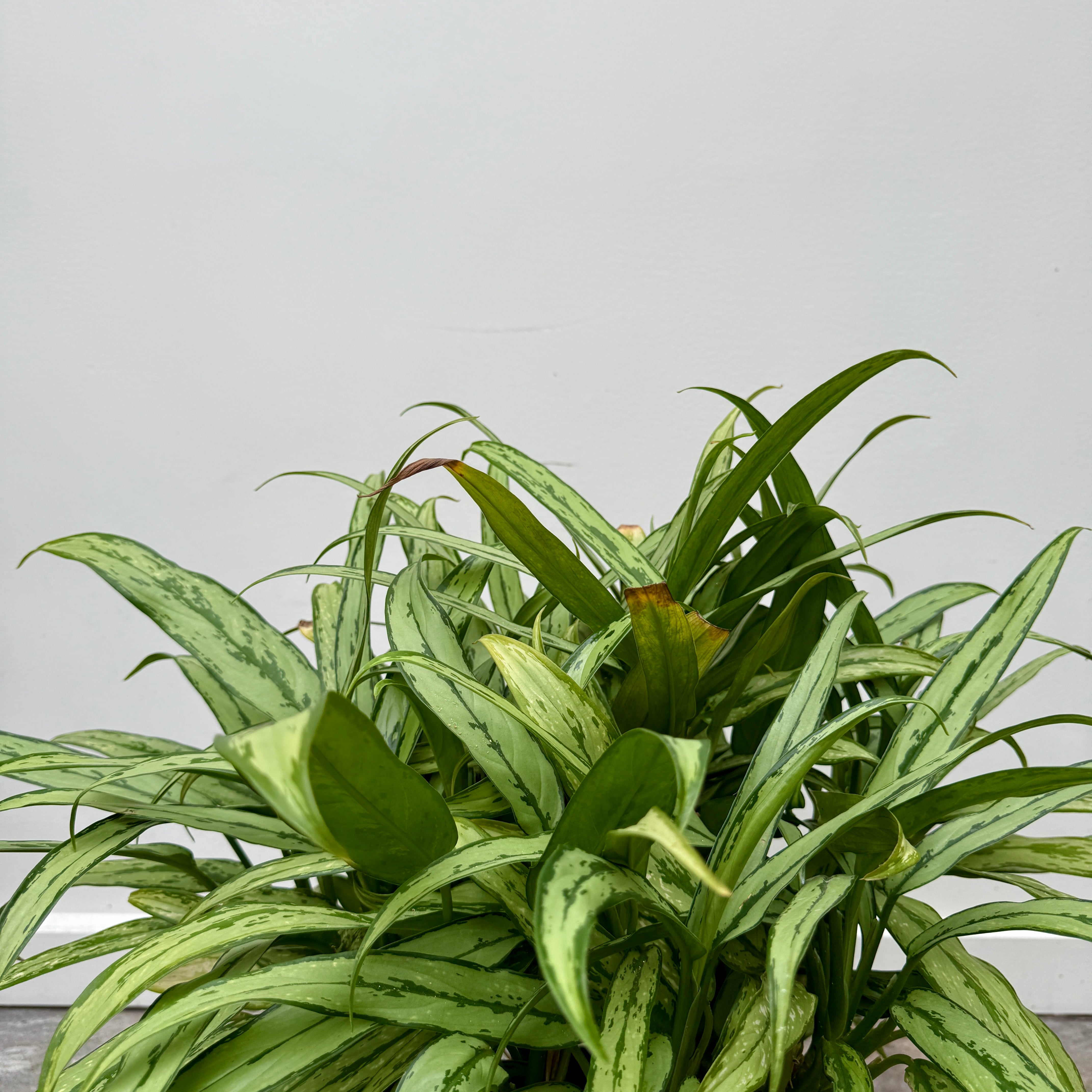 Chinese Evergreen 'Cutlass' (Aglaonema ' Cutlass') - 10" Pot