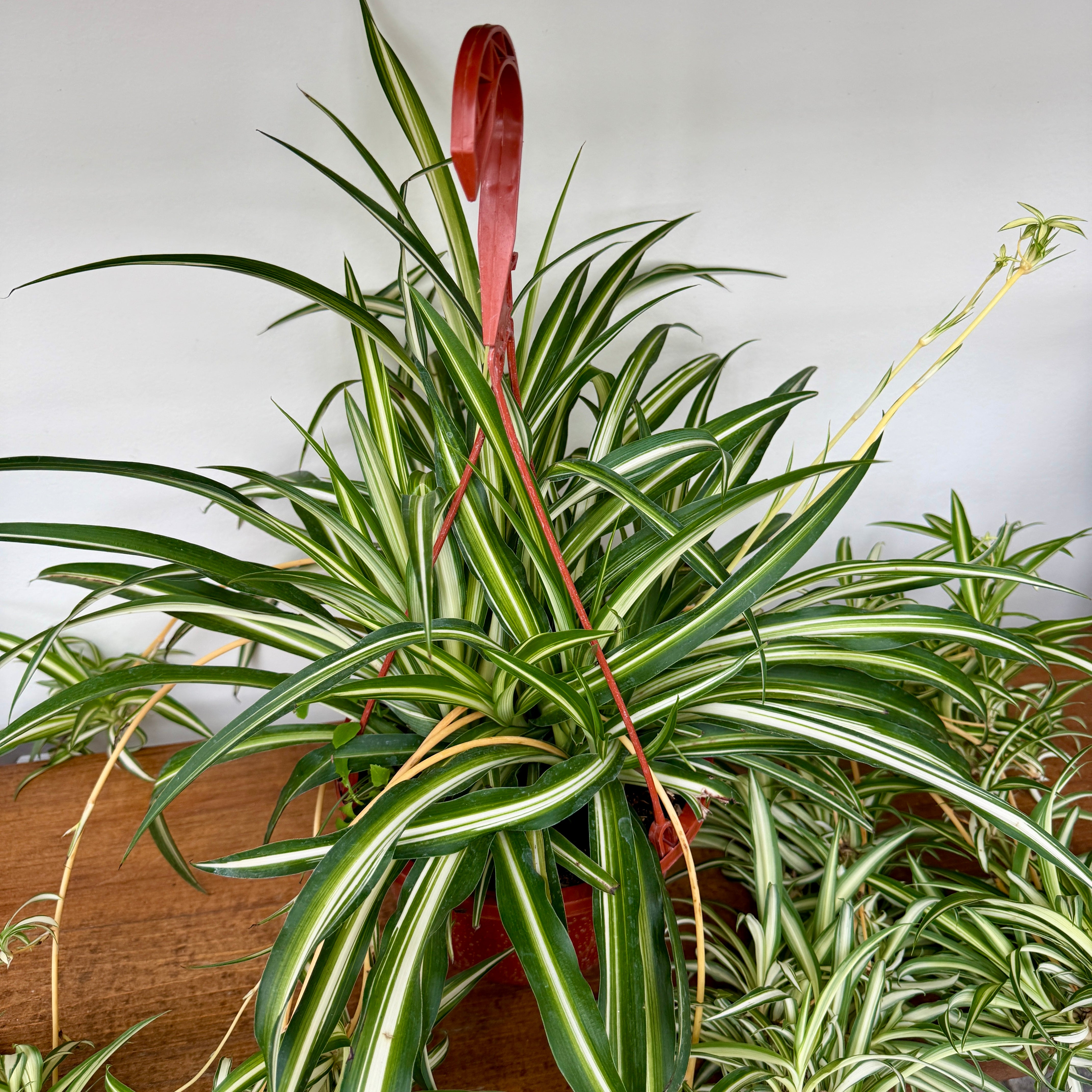 Spider Plant (Chlorophytum comosum) - 8" Pot HB