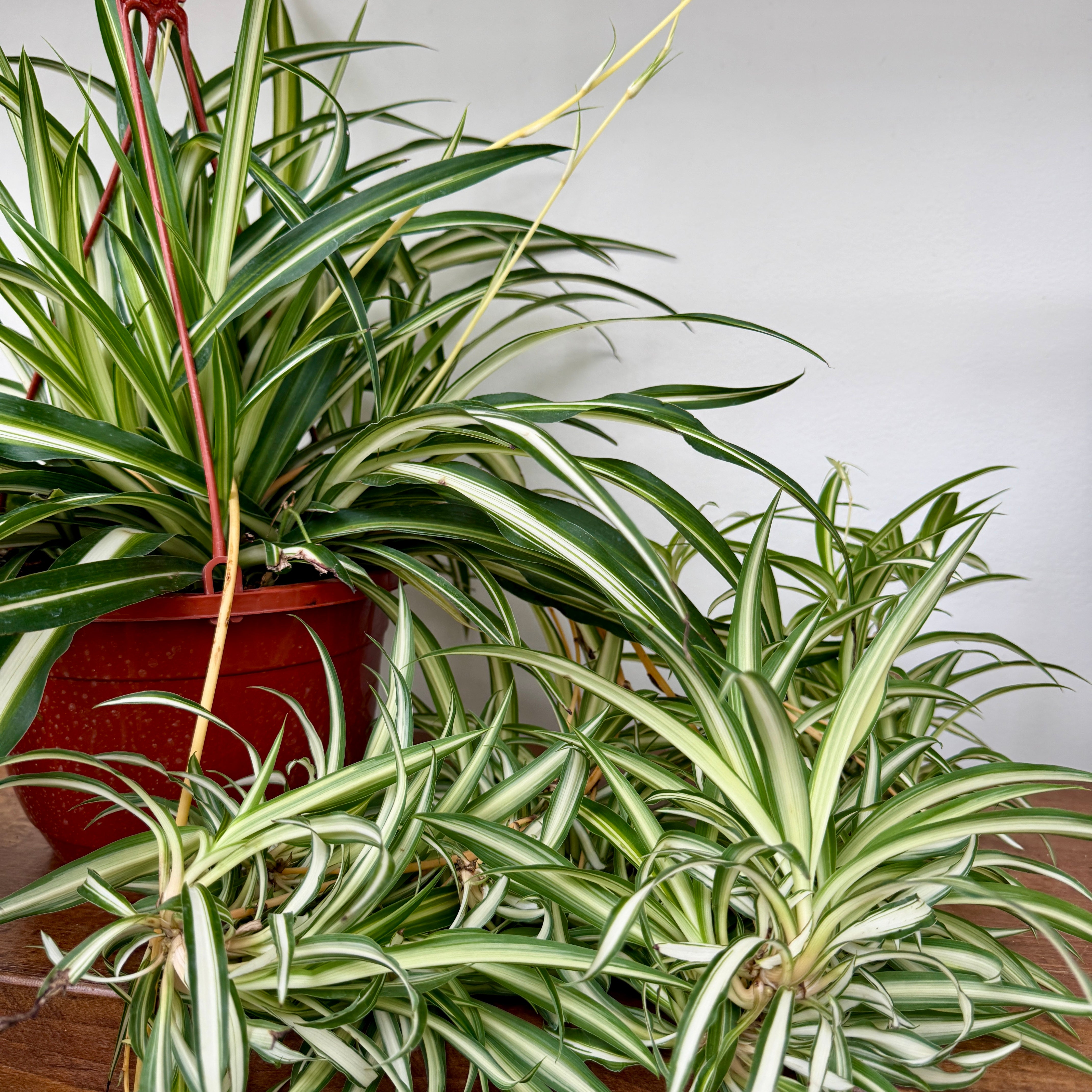 Spider Plant (Chlorophytum comosum) - 8" Pot HB