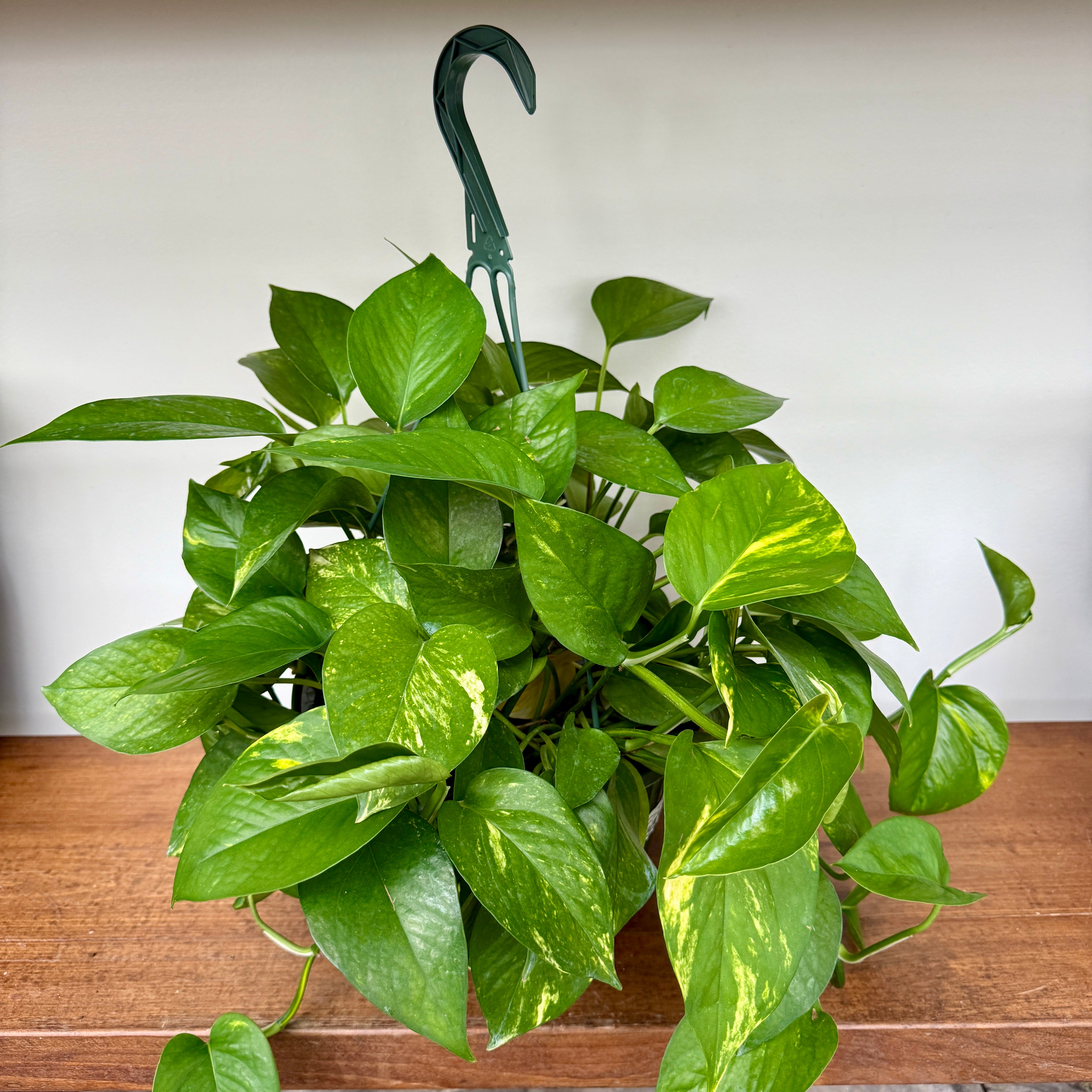 Golden Pothos (Epipremnum aureum) - 10" HB