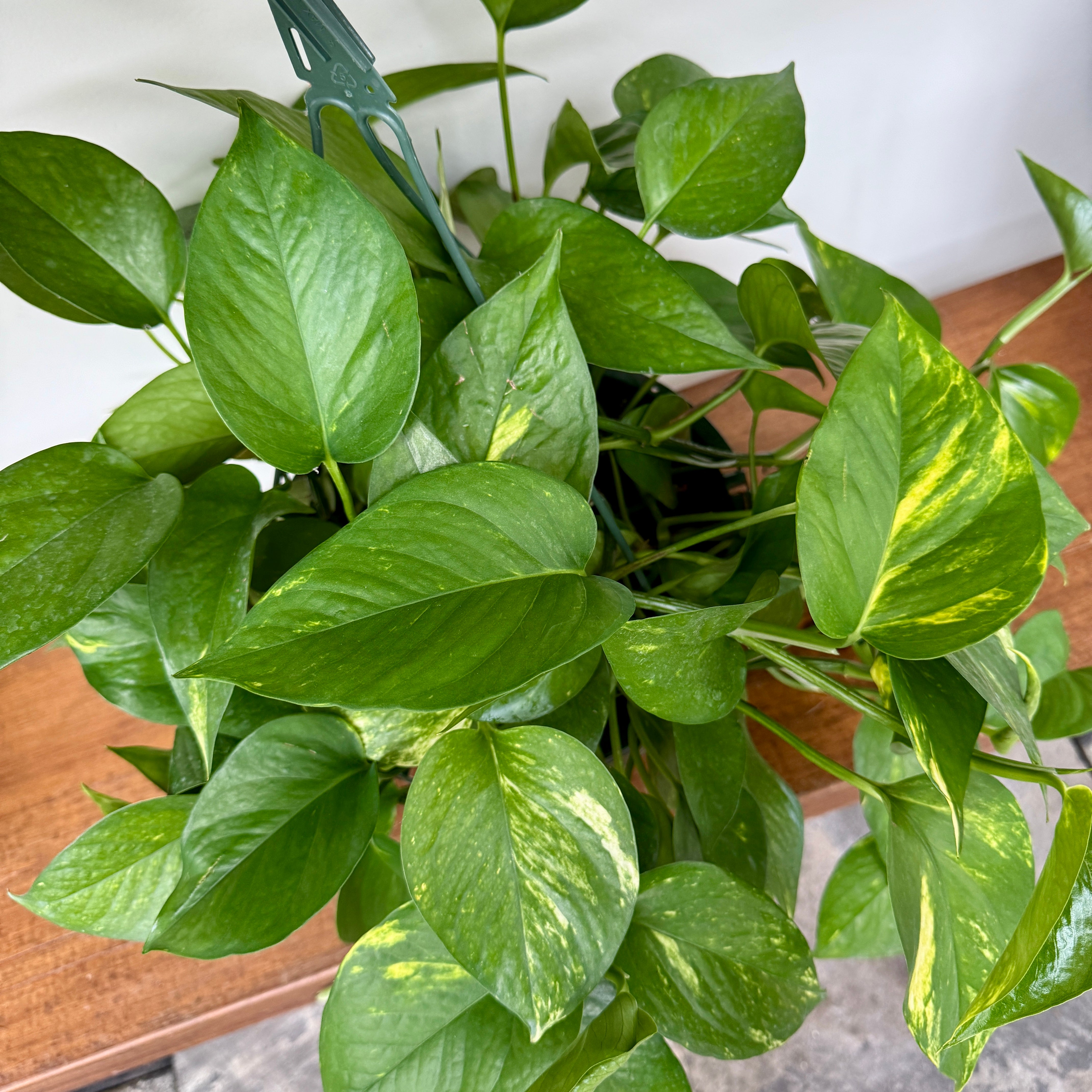 Golden Pothos (Epipremnum aureum) - 10" HB