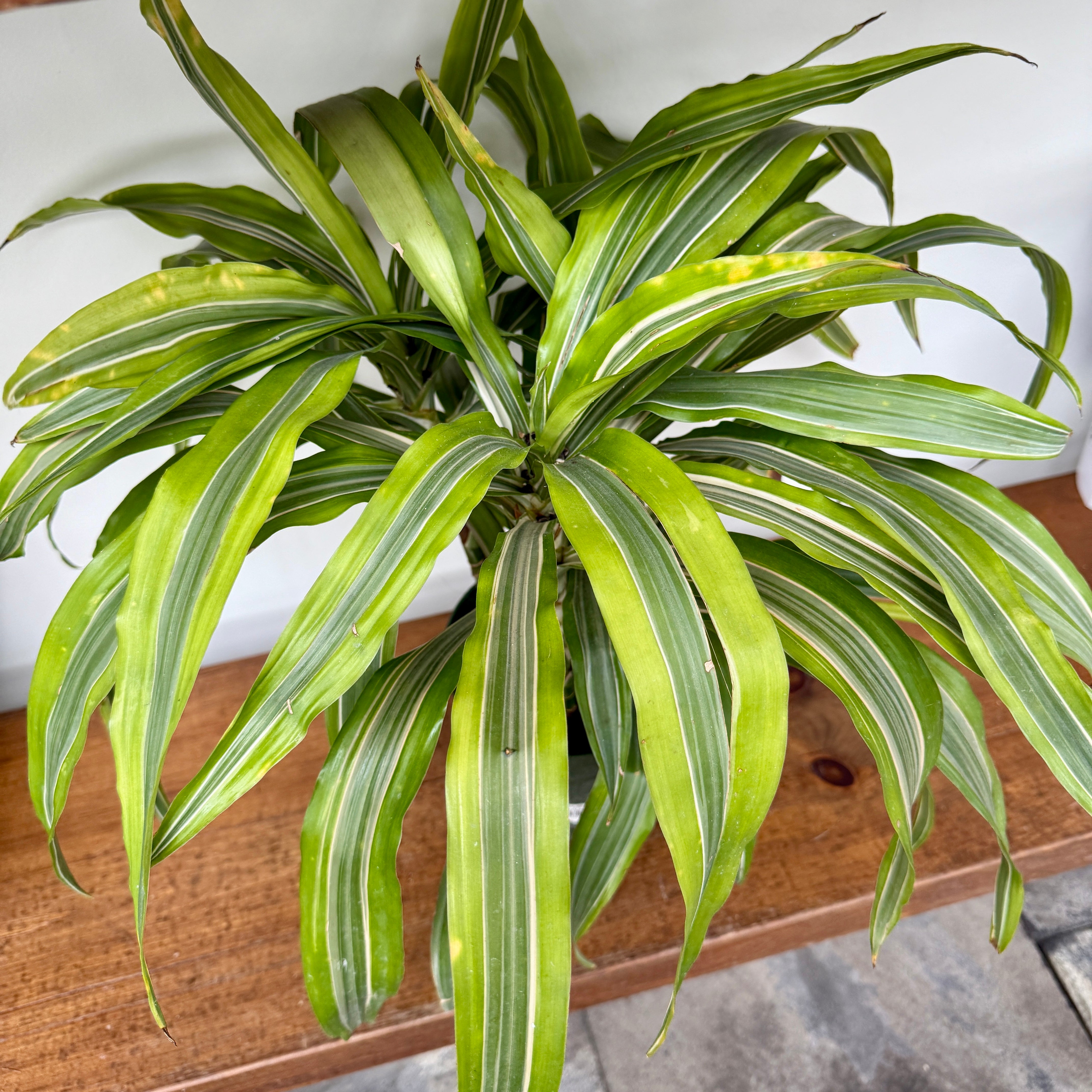 Dracaena Warneckii 'Lemon-Lime' (Dracaena warneckii 'Lemon Lime') - 6" Pot