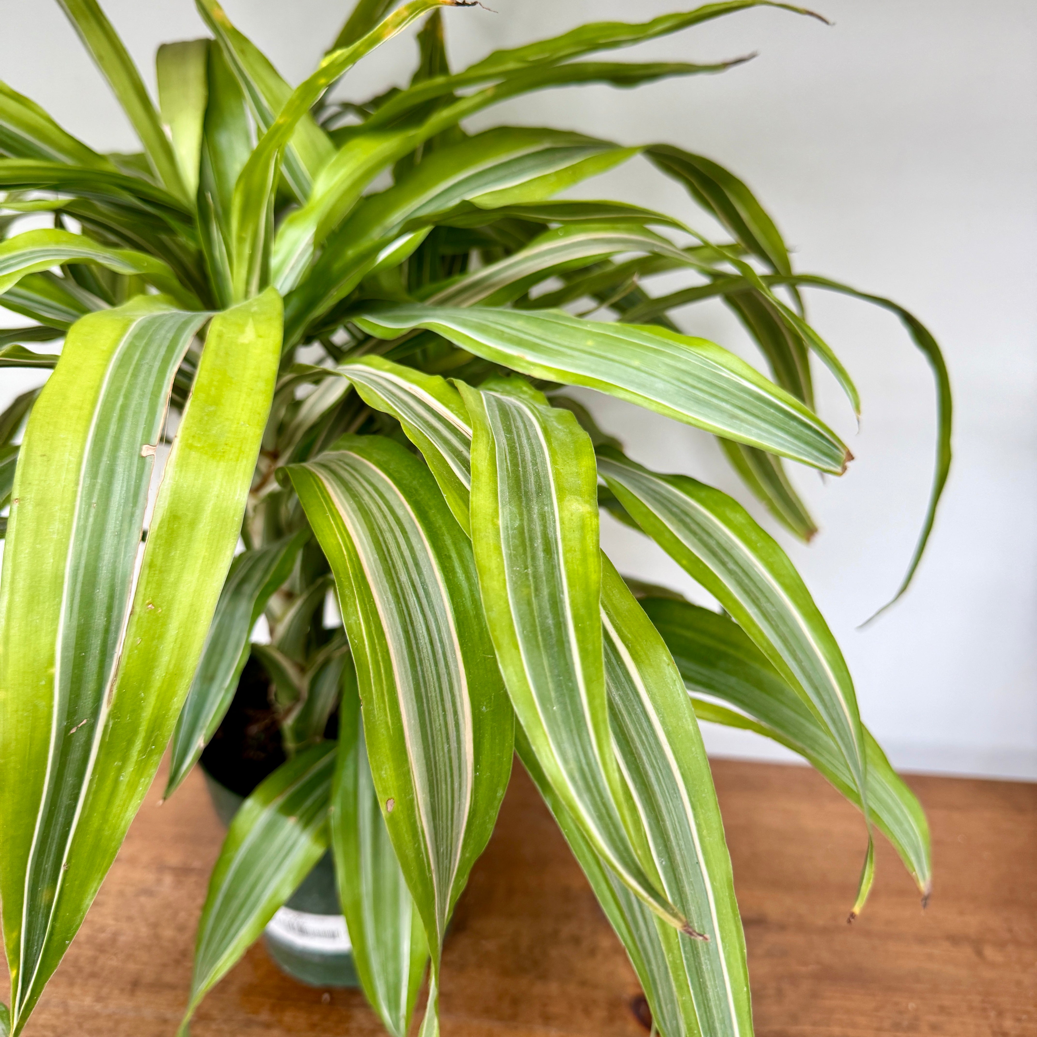 Dracaena Warneckii 'Lemon-Lime' (Dracaena warneckii 'Lemon Lime') - 6" Pot