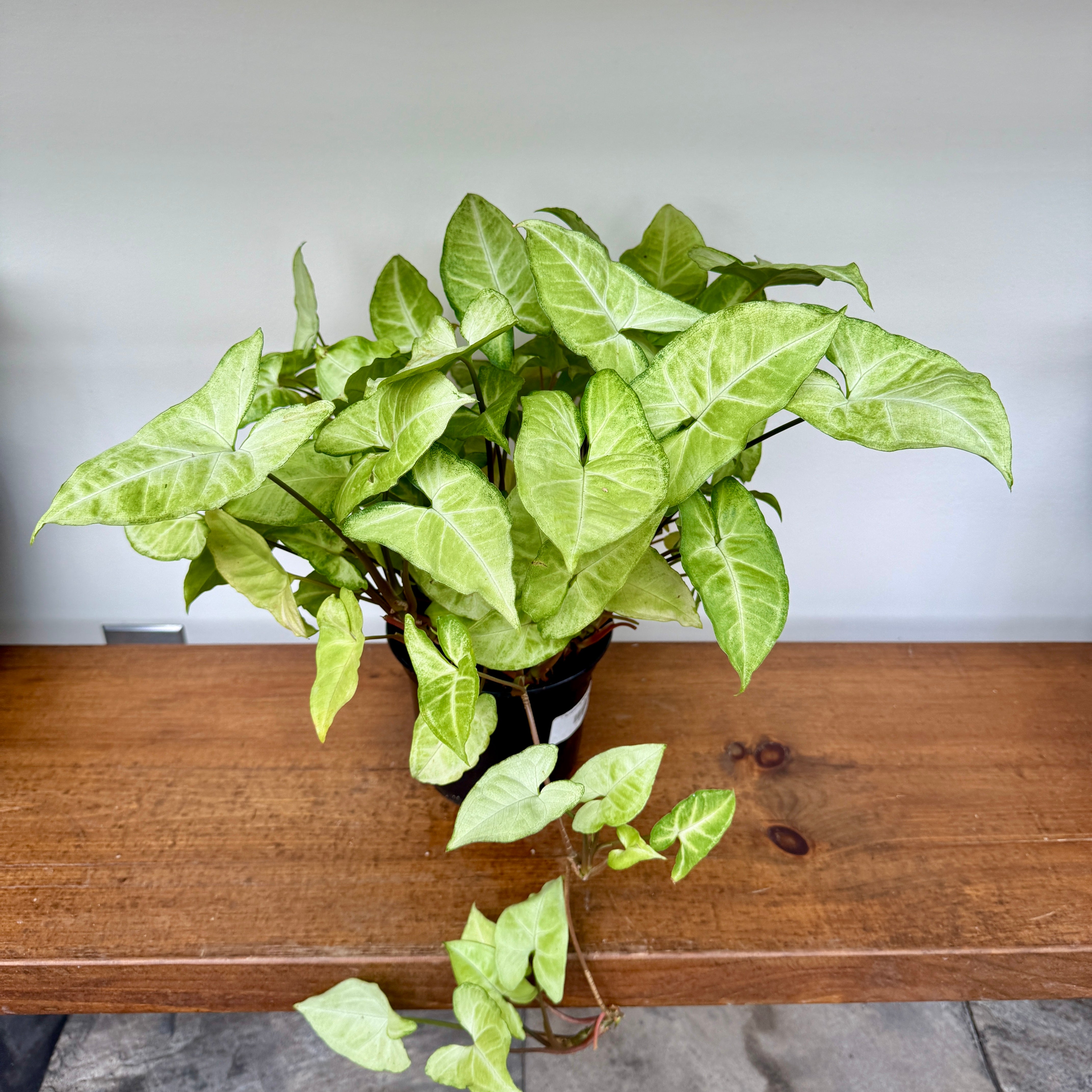 White Butterfly Syngonium (Syngonium podophyllum) - 6" Pot