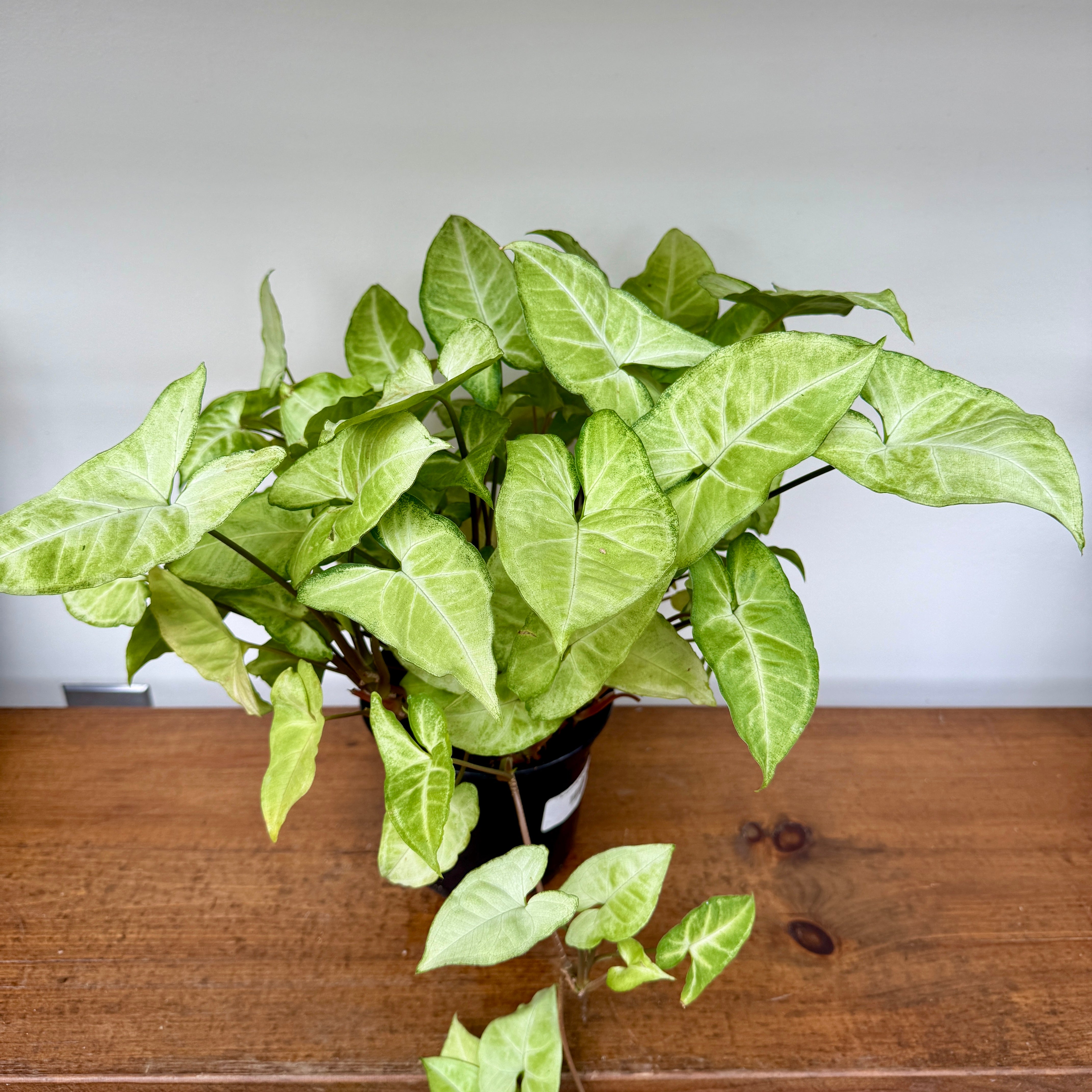 White Butterfly Syngonium (Syngonium podophyllum) - 6" Pot