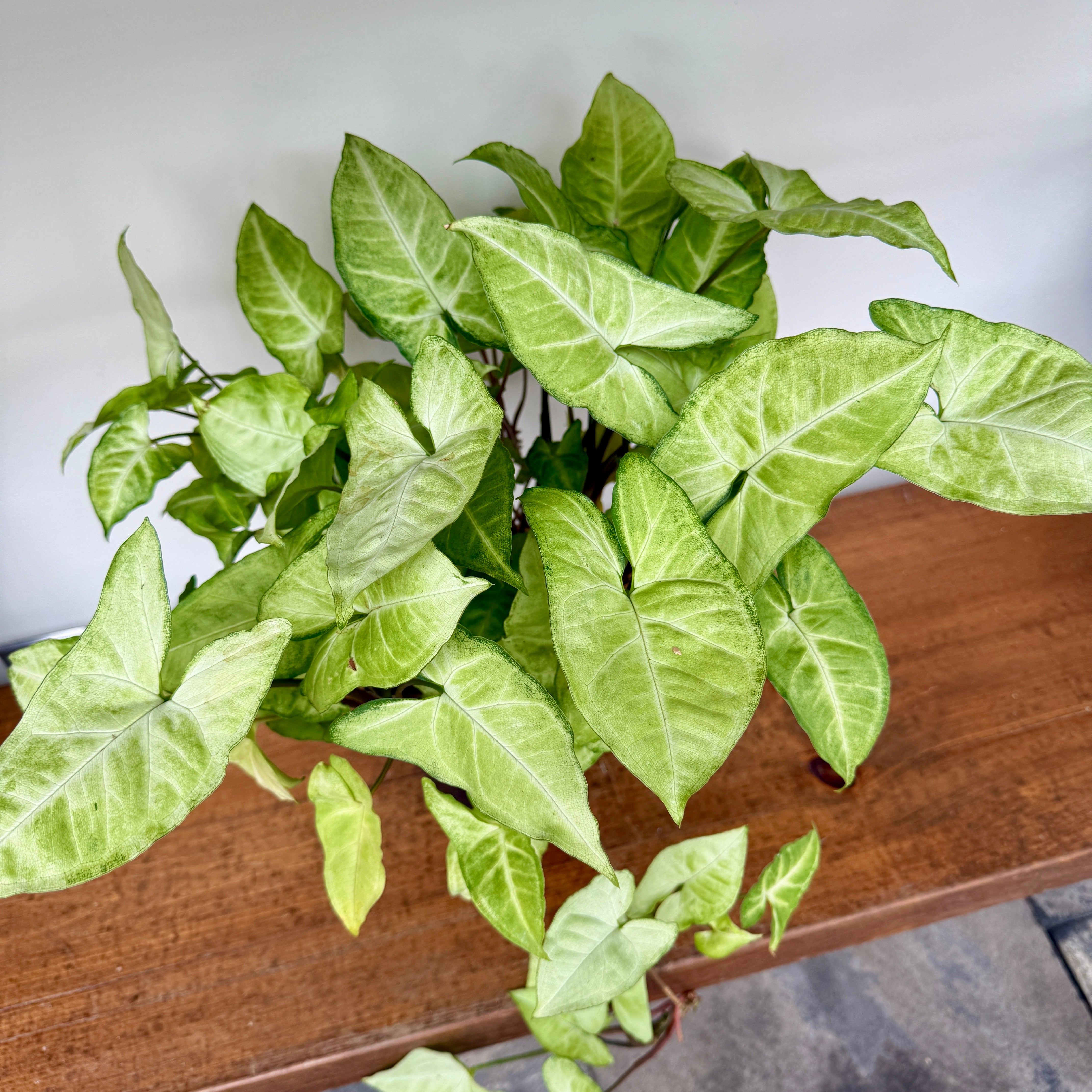 White Butterfly Syngonium (Syngonium podophyllum) - 6" Pot
