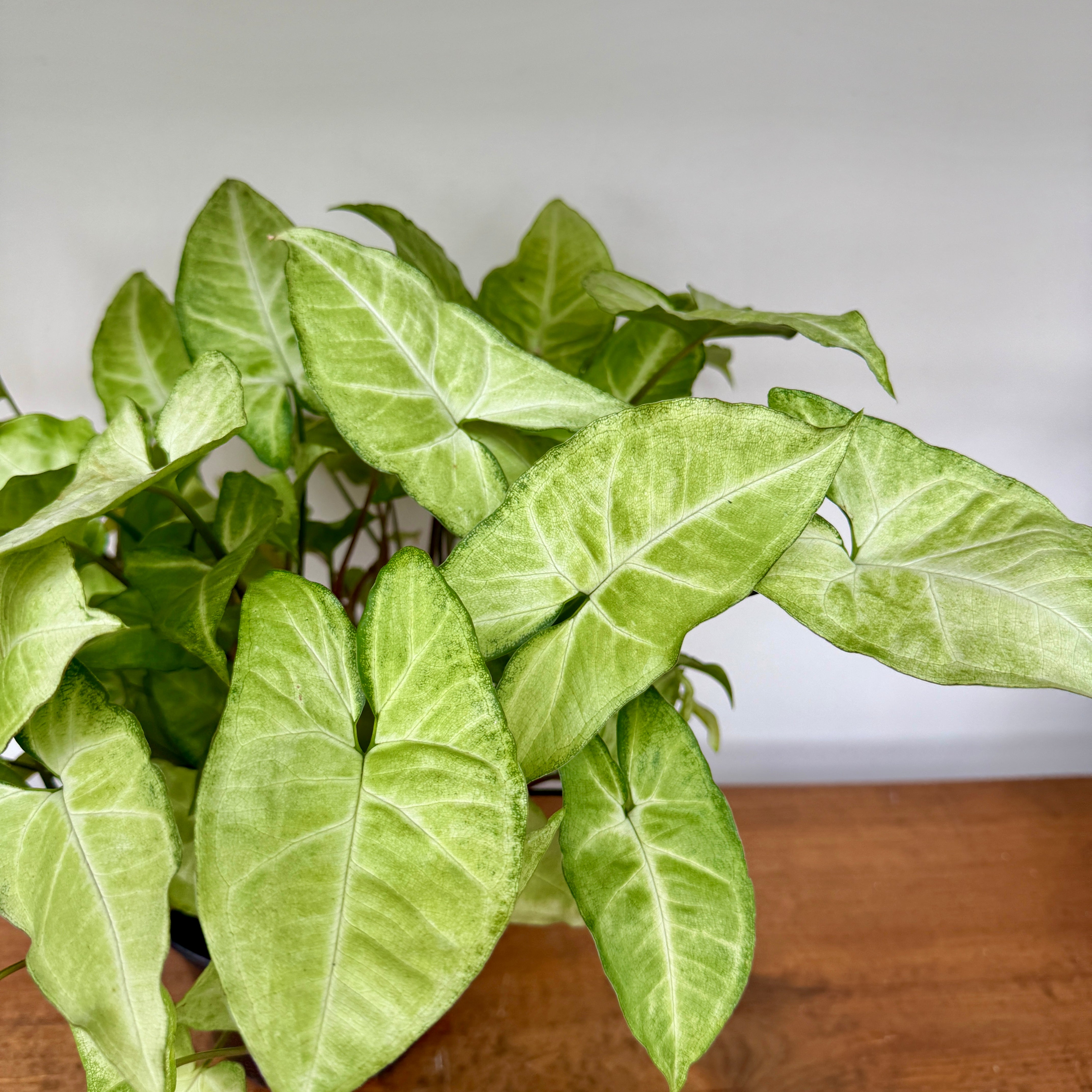 White Butterfly Syngonium (Syngonium podophyllum) - 6" Pot
