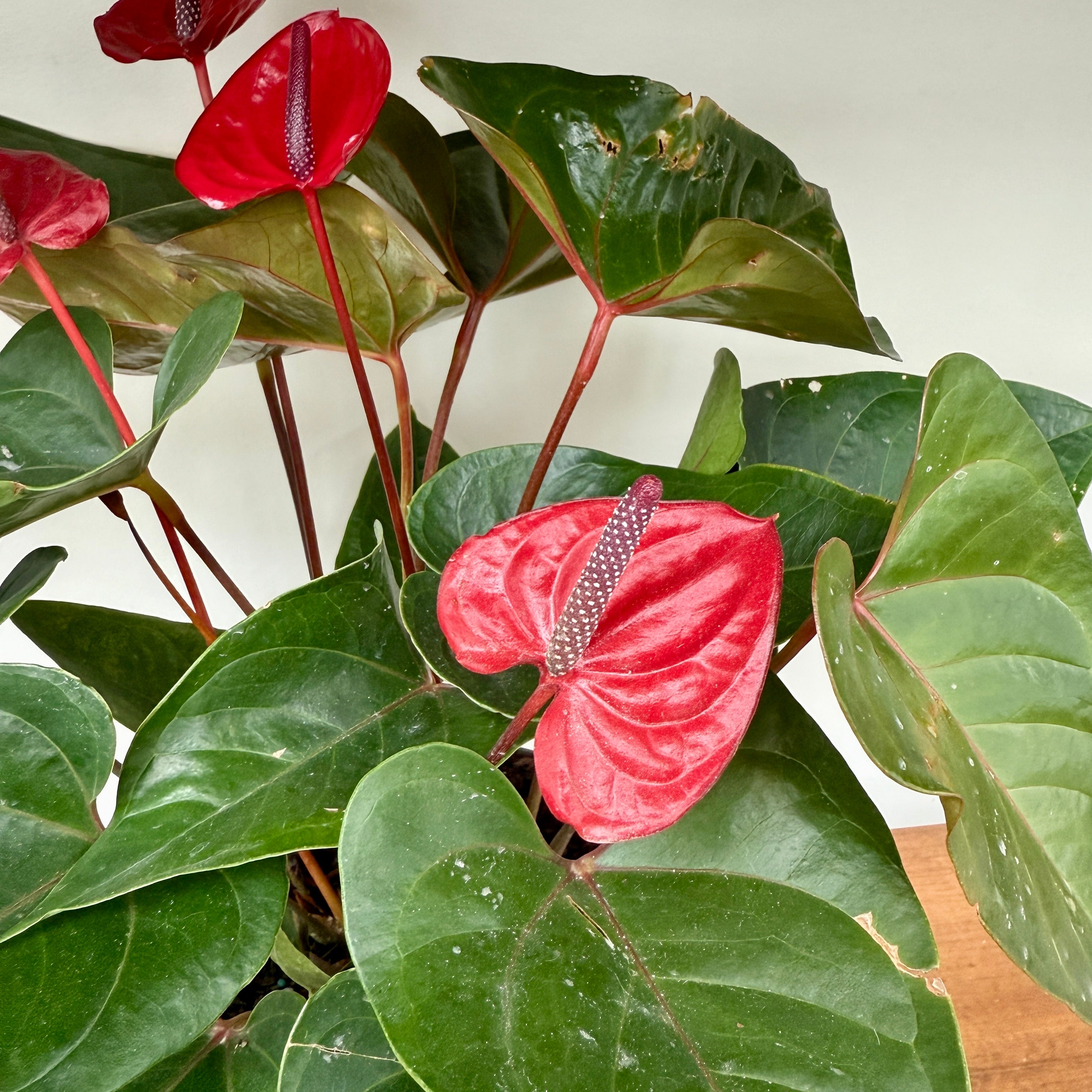 Anthurium 'Red Heart' (Anthurium andreanum 'Red Heart') - 8" Pot