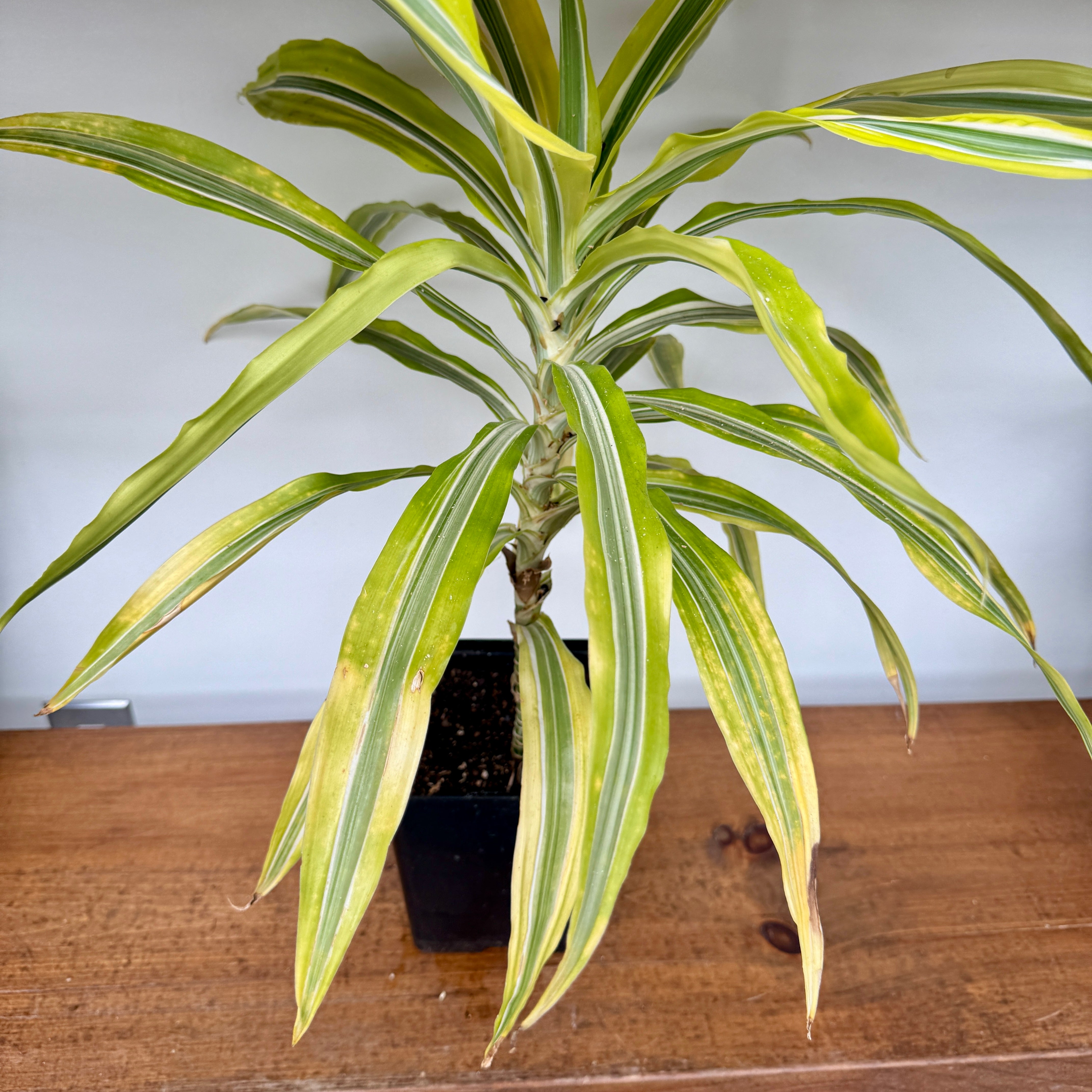 Dracaena 'Lemon Lime' (Dracaena deremensis 'Lemon Lime') - 5" Pot