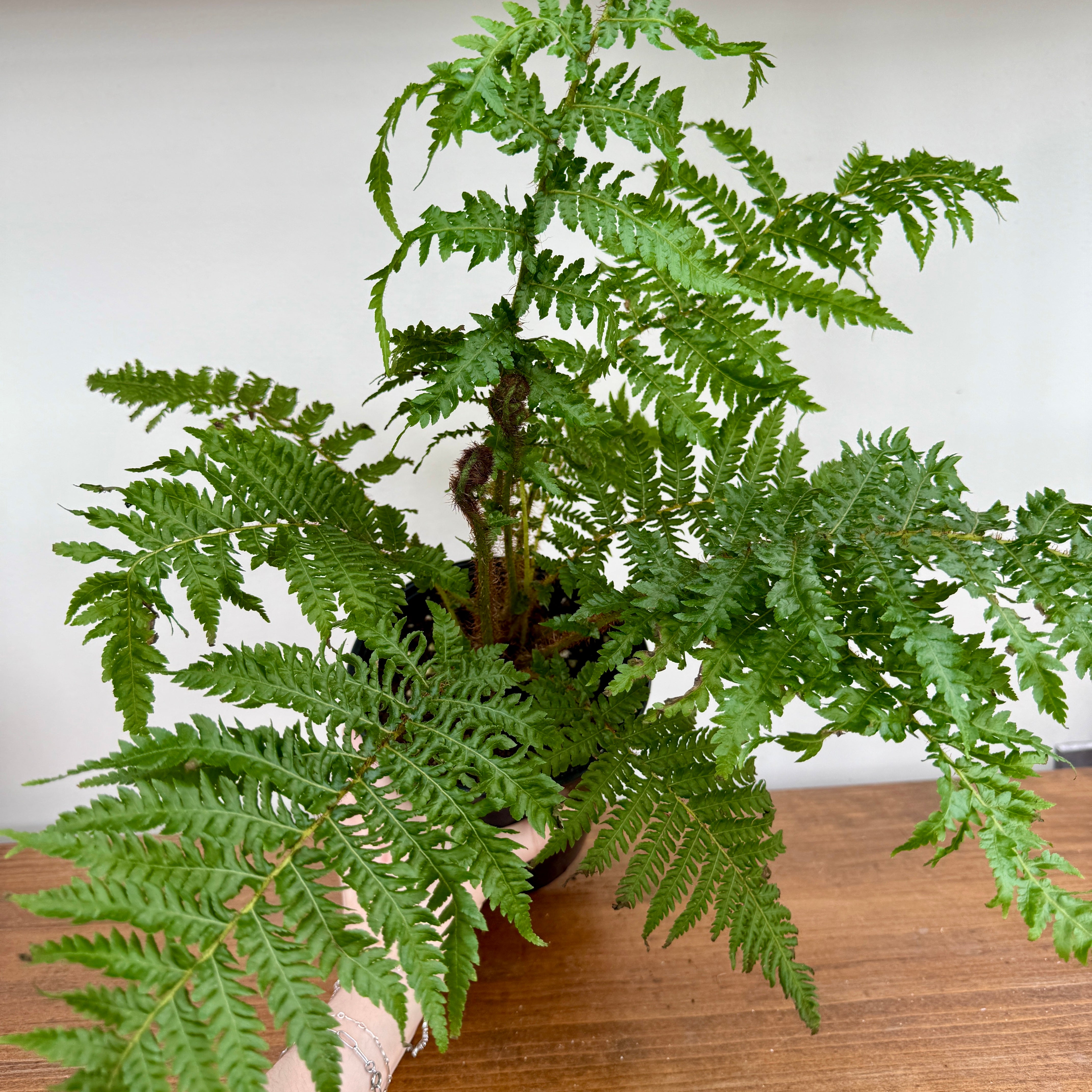 Australian Tree Fern (Cyathea cooperi) - 6" Pot
