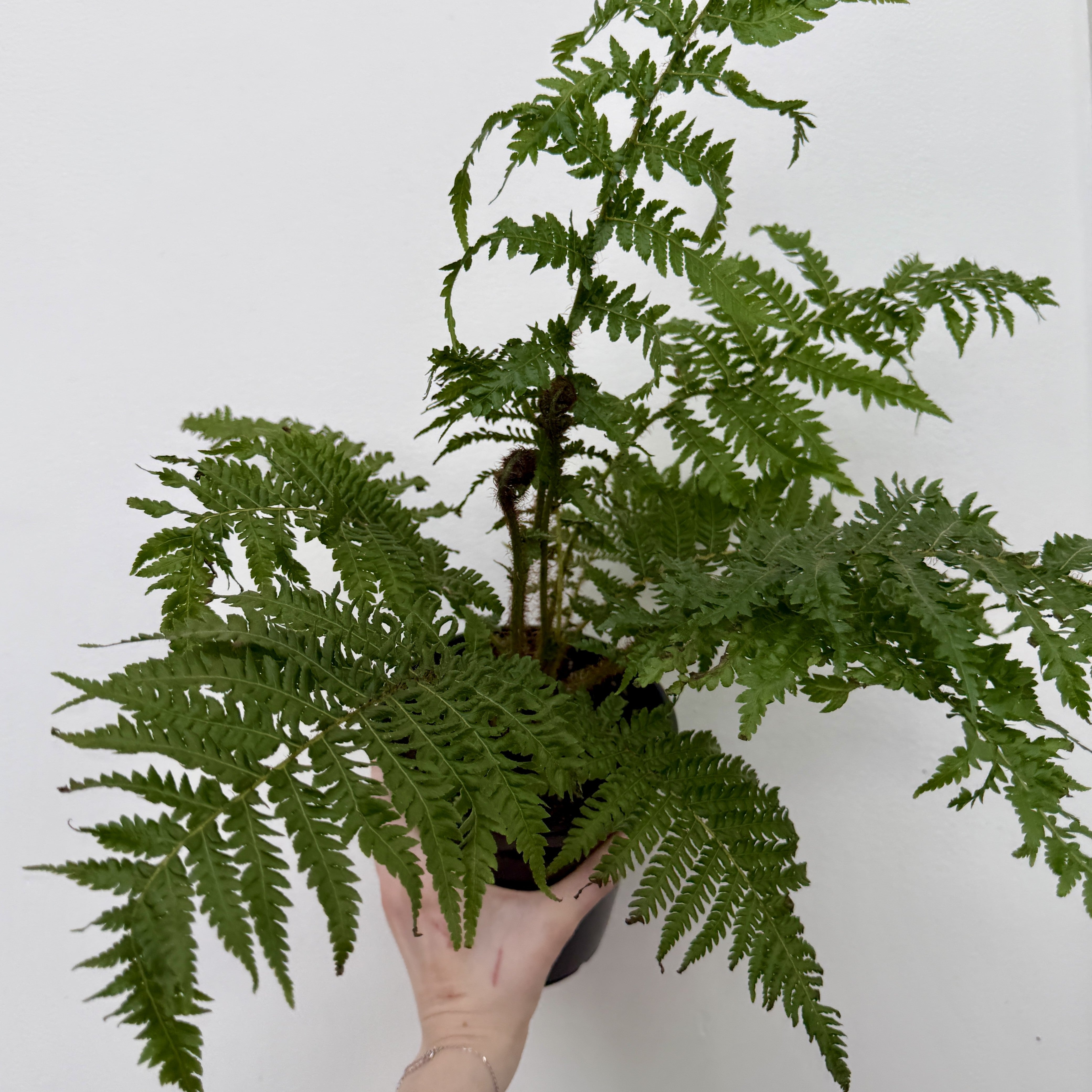 Australian Tree Fern (Cyathea cooperi) - 6" Pot