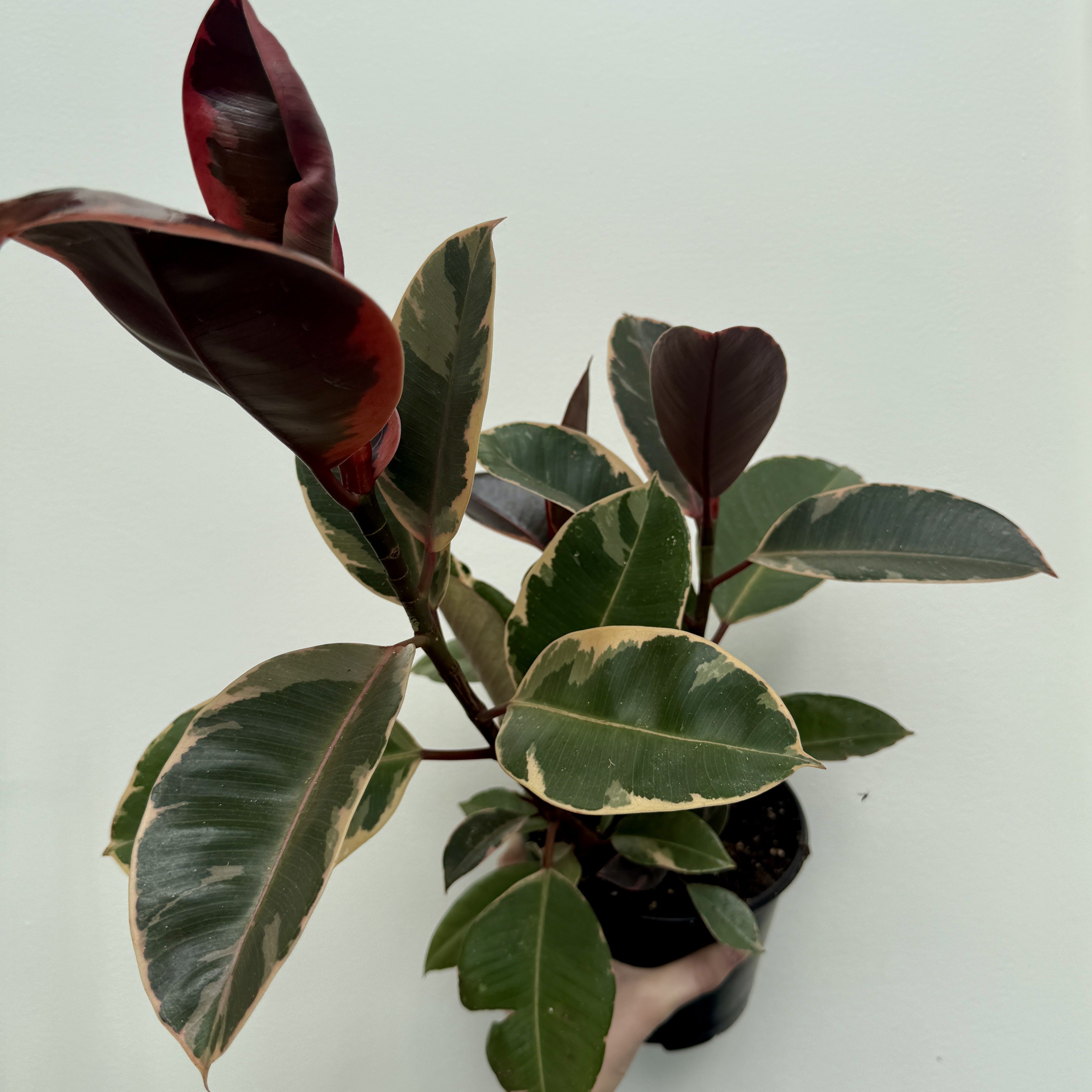 Variegated Rubber Plant 'Ruby' (Ficus elastica 'Ruby') - 6