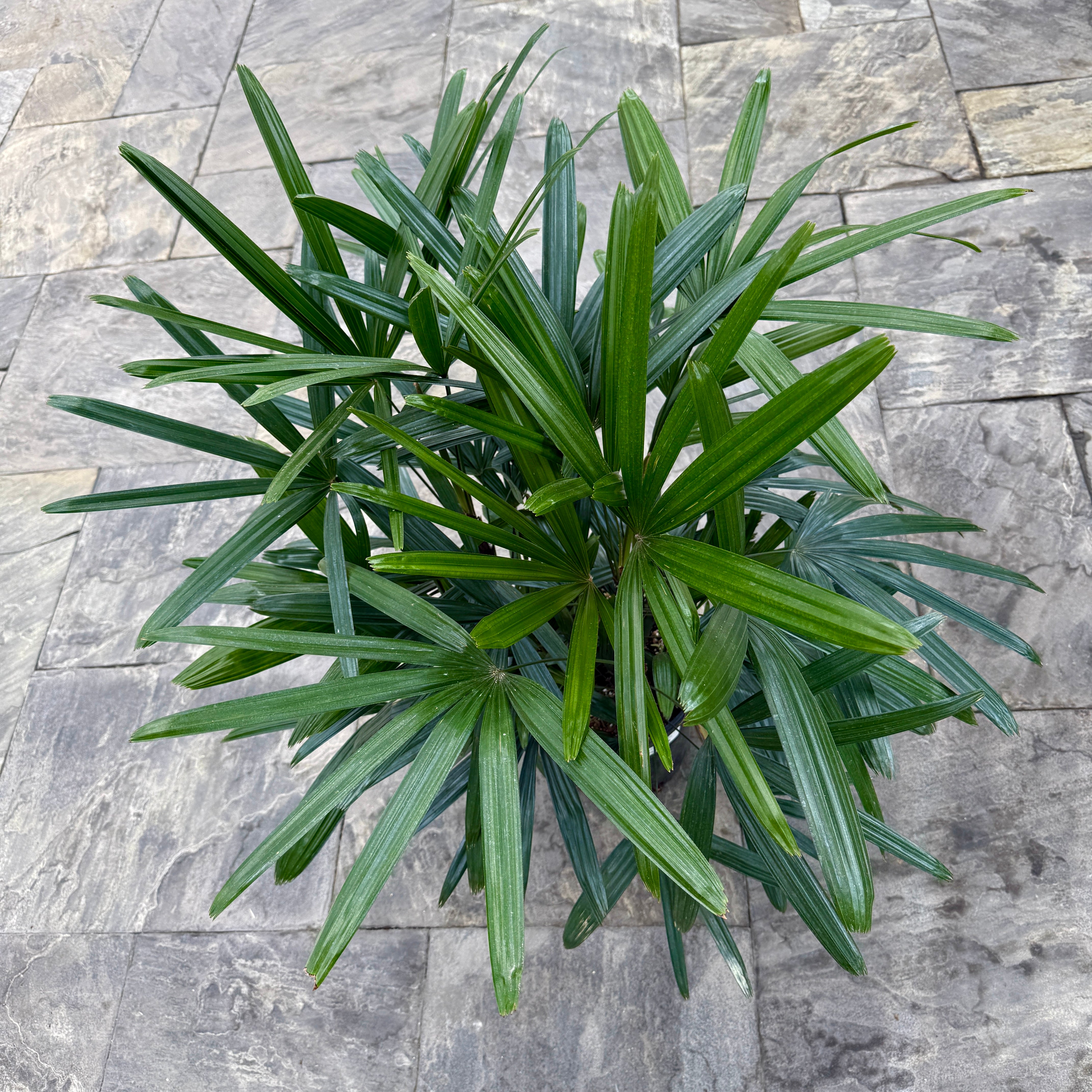 Lady Palm (Rhapsis excelsa) - 10" Pot