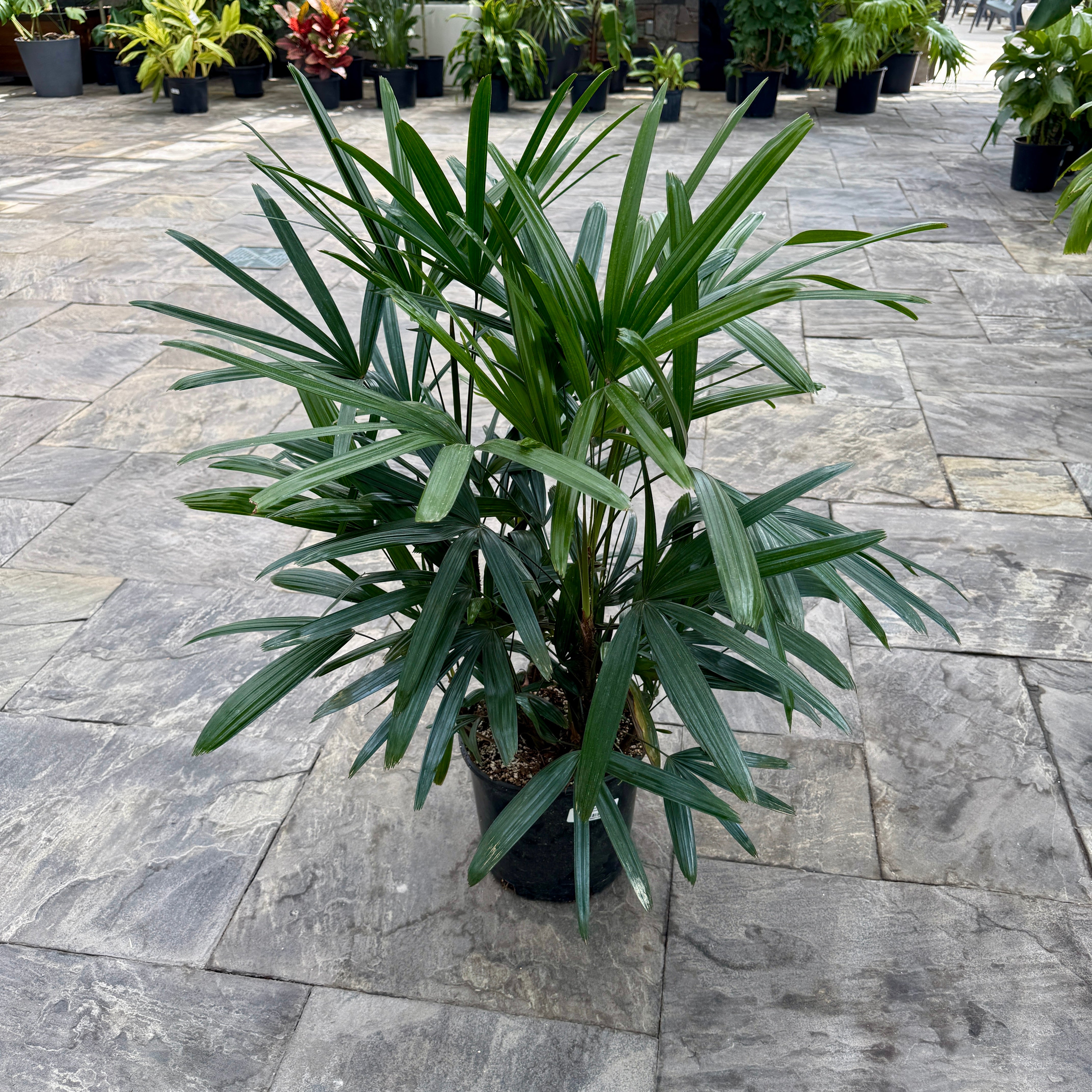 Lady Palm (Rhapsis excelsa) - 10" Pot