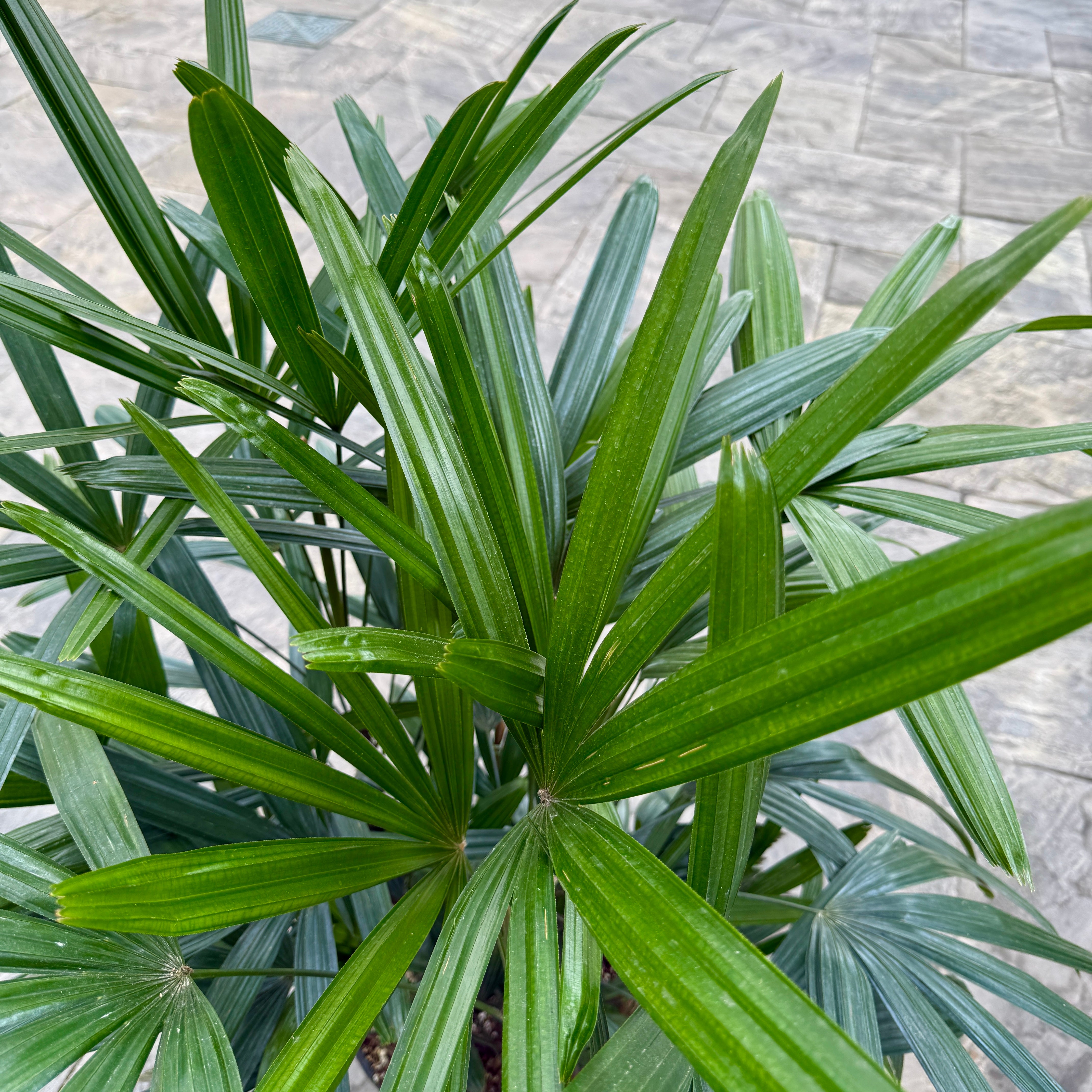 Lady Palm (Rhapsis excelsa) - 10" Pot