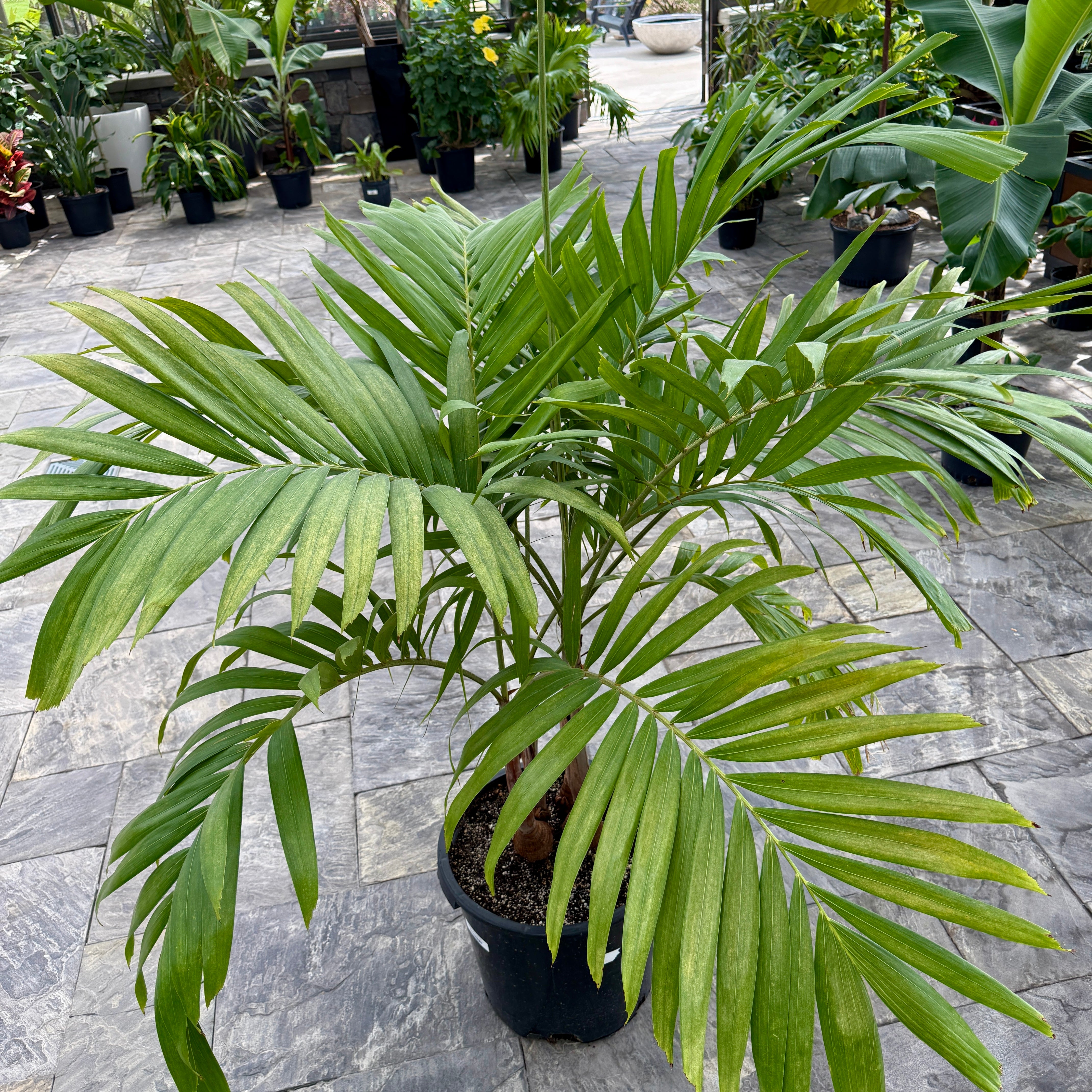 Christmas Palm (Adonidia merrillii) - 14" Pot - 3ppp