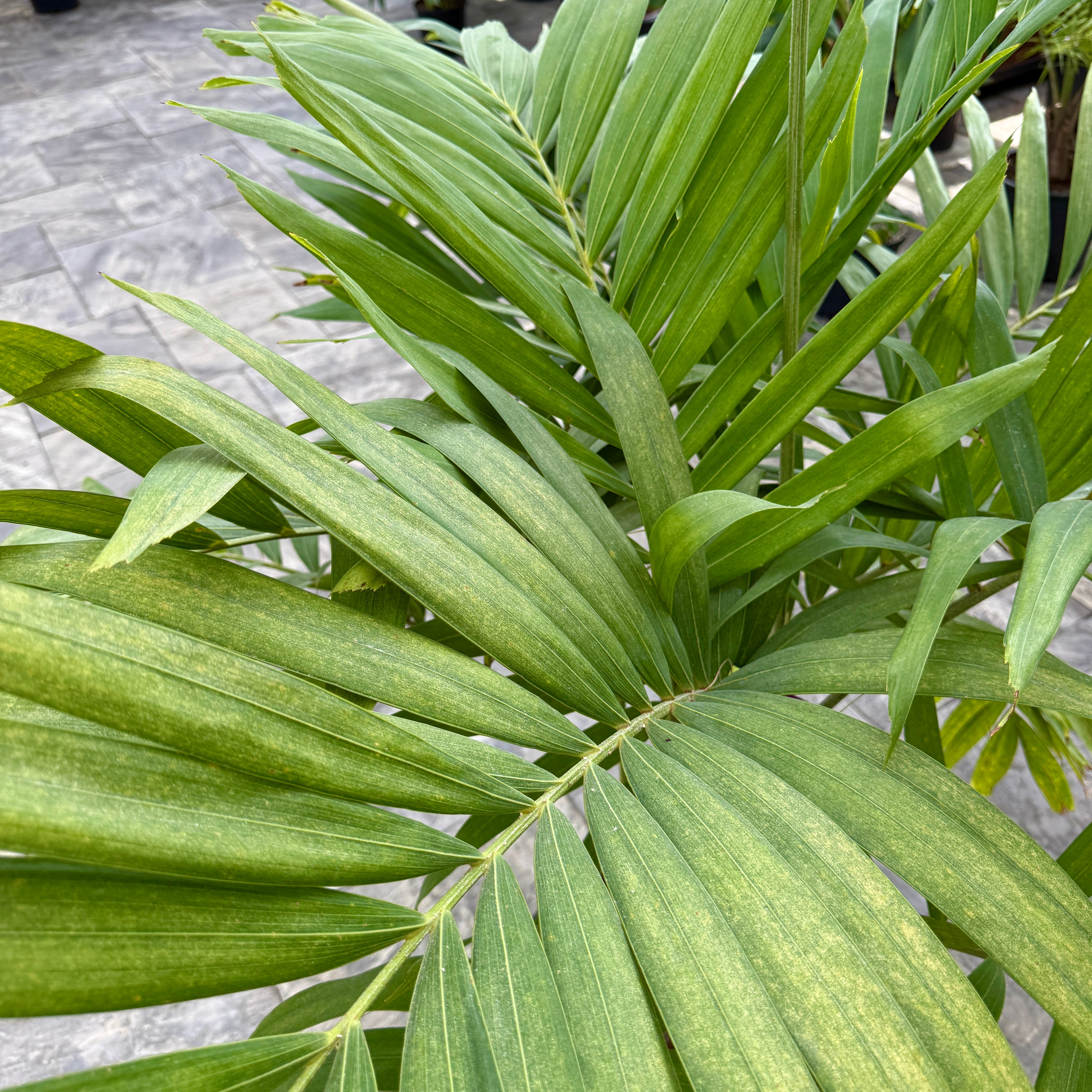 Christmas Palm (Adonidia merrillii) - 14" Pot - 3ppp