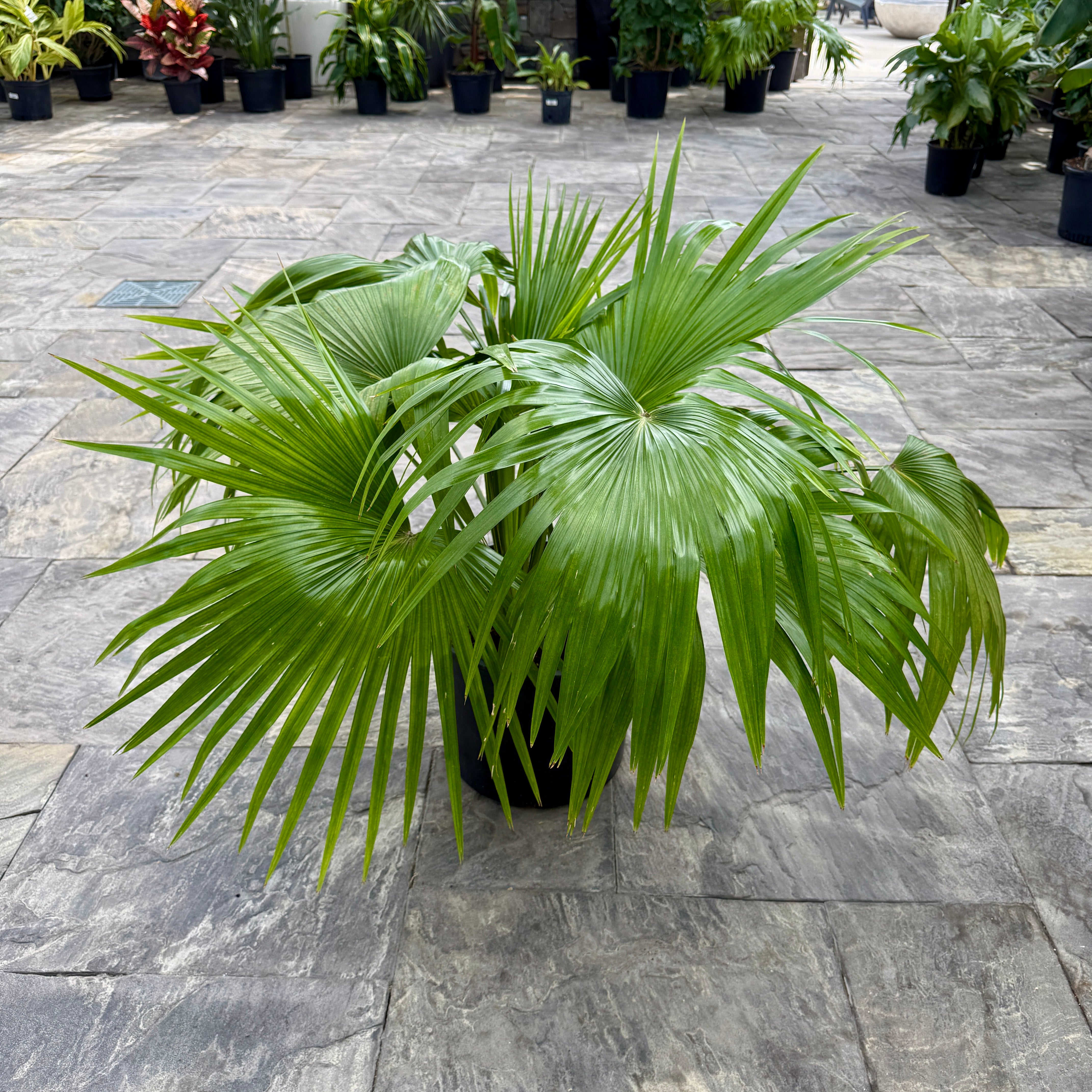 Chinese Fan Palm (Livistona chinensis) - 12" Pot