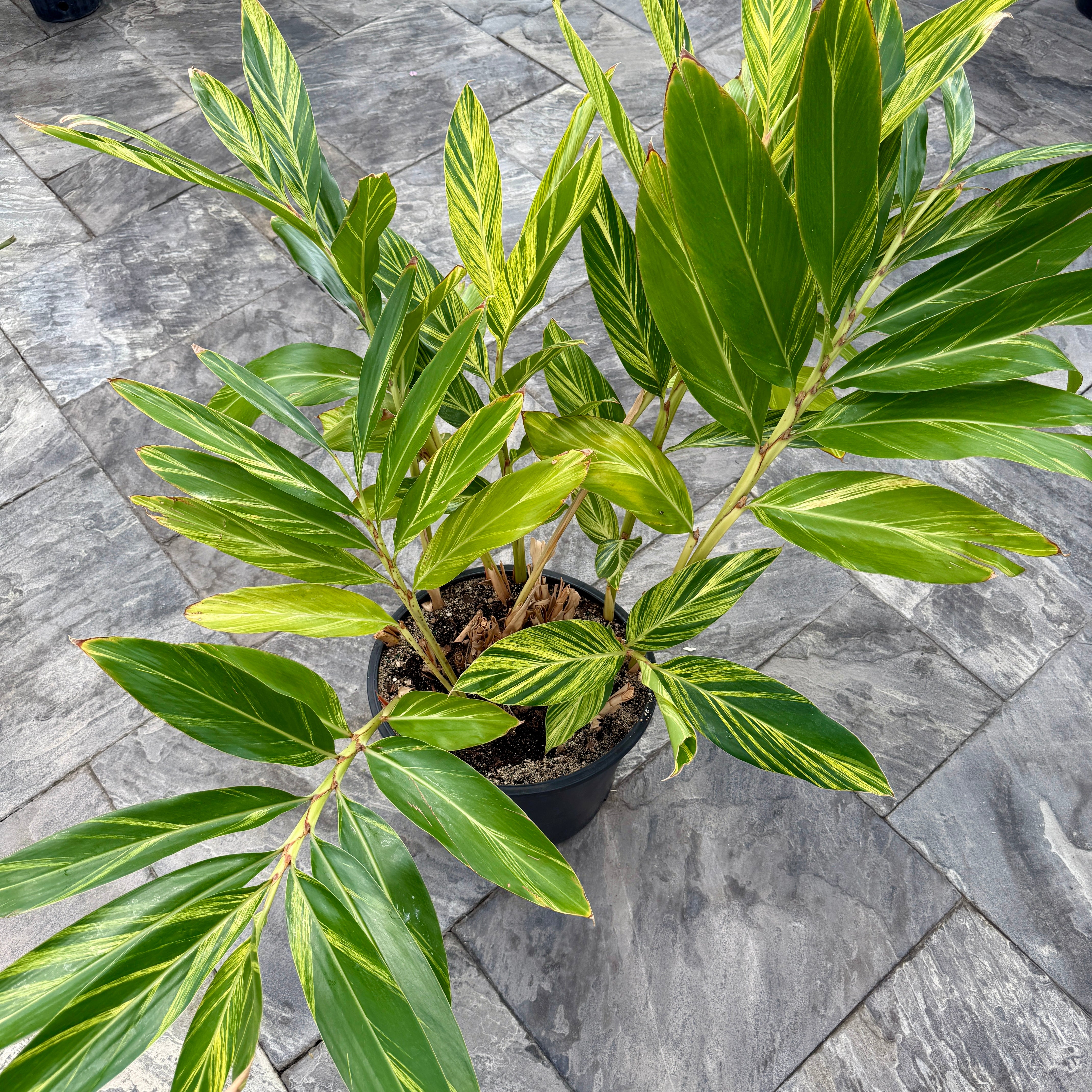 Variegated Shell Ginger (Alpinia zerumbet 'variegata') - 14" Pot