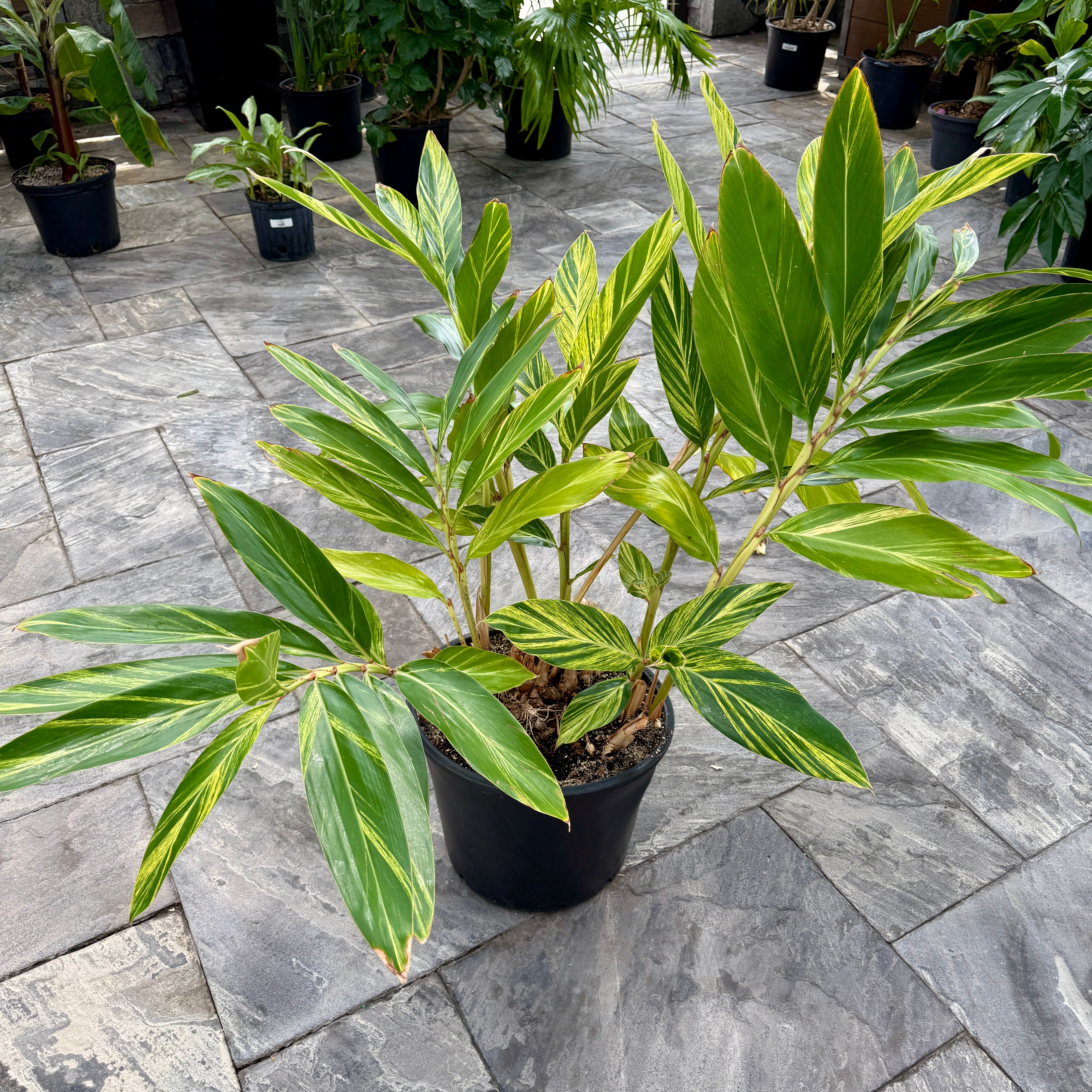 Variegated Shell Ginger (Alpinia zerumbet 'variegata') - 14" Pot
