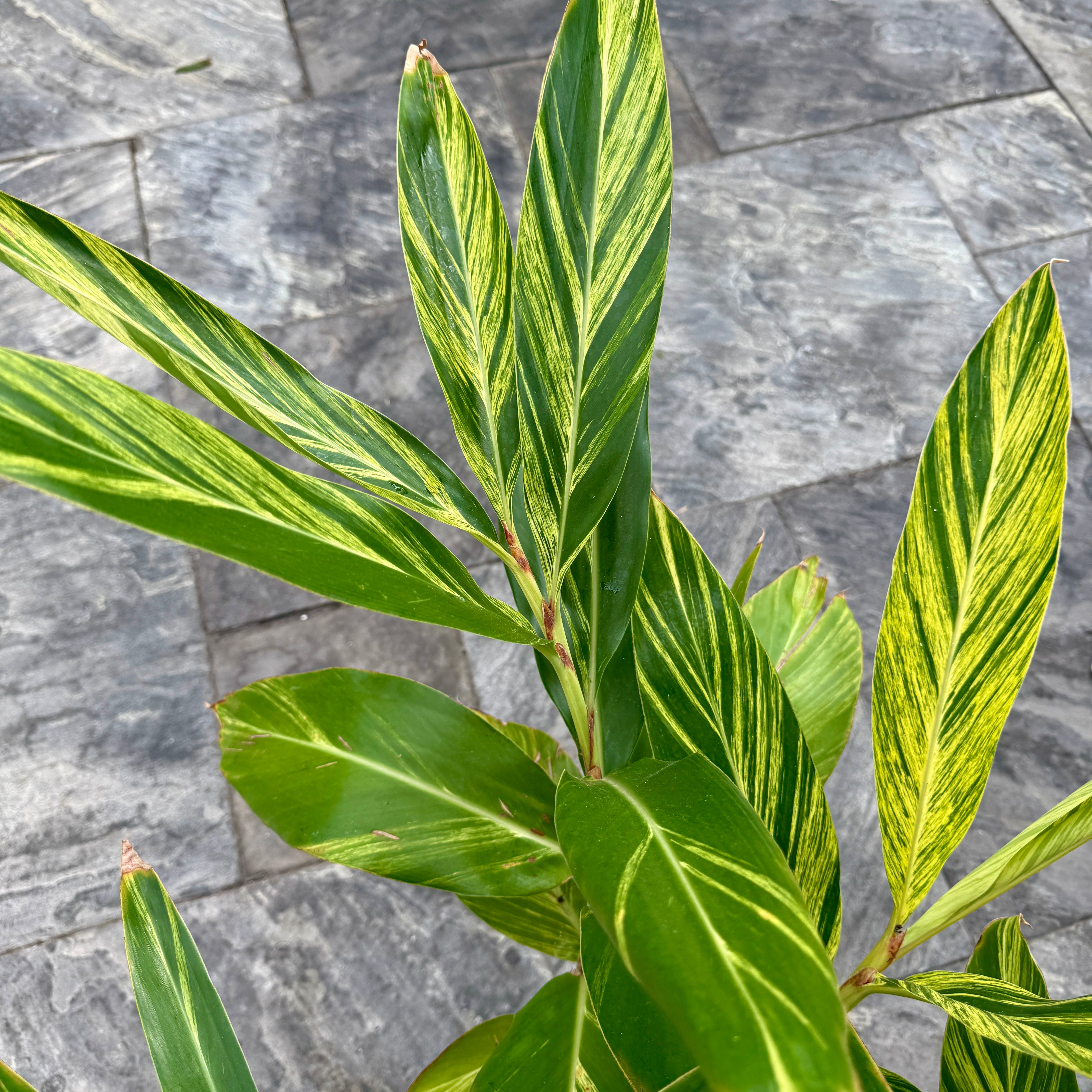 Variegated Shell Ginger (Alpinia zerumbet 'variegata') - 14" Pot