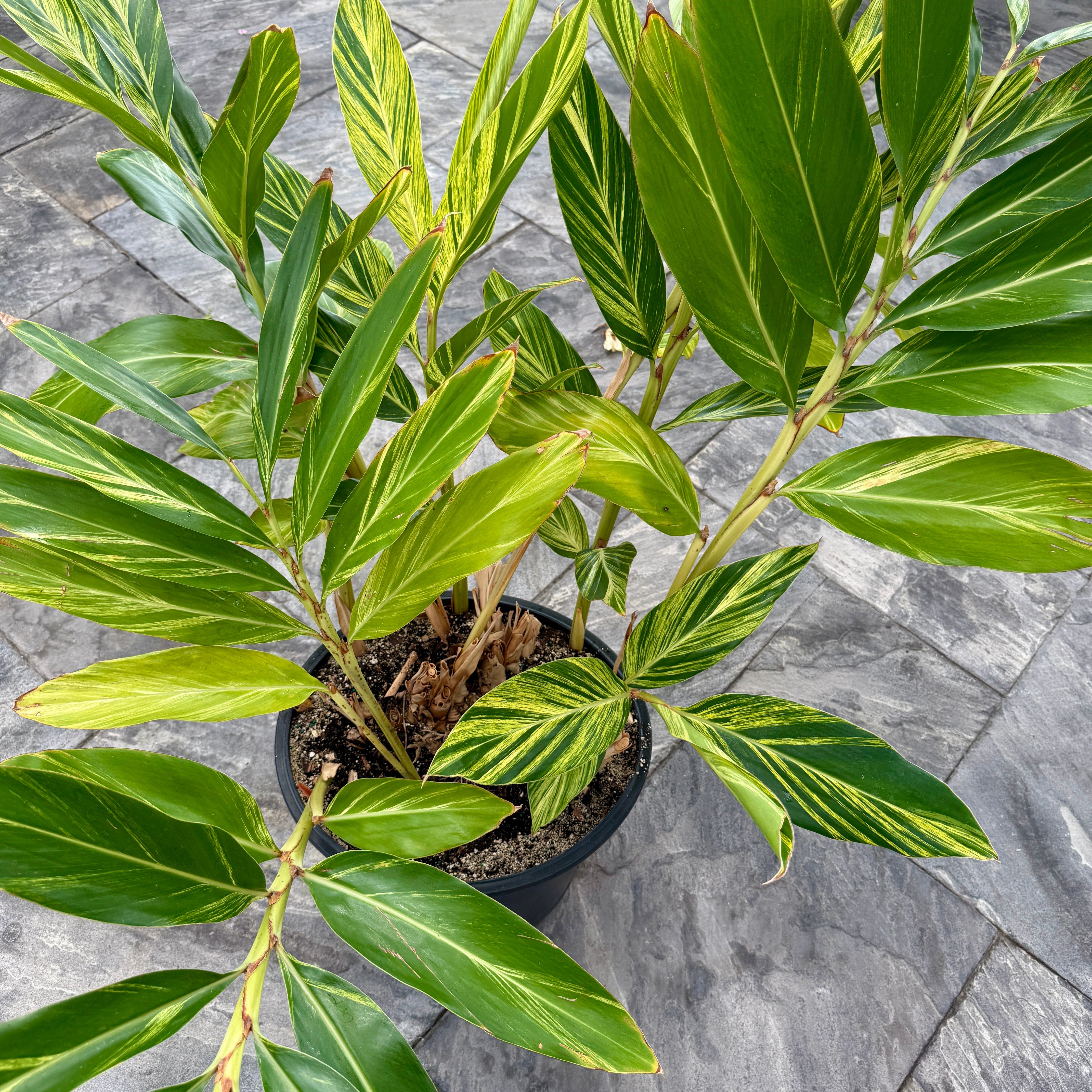 Variegated Shell Ginger (Alpinia zerumbet 'variegata') - 14" Pot