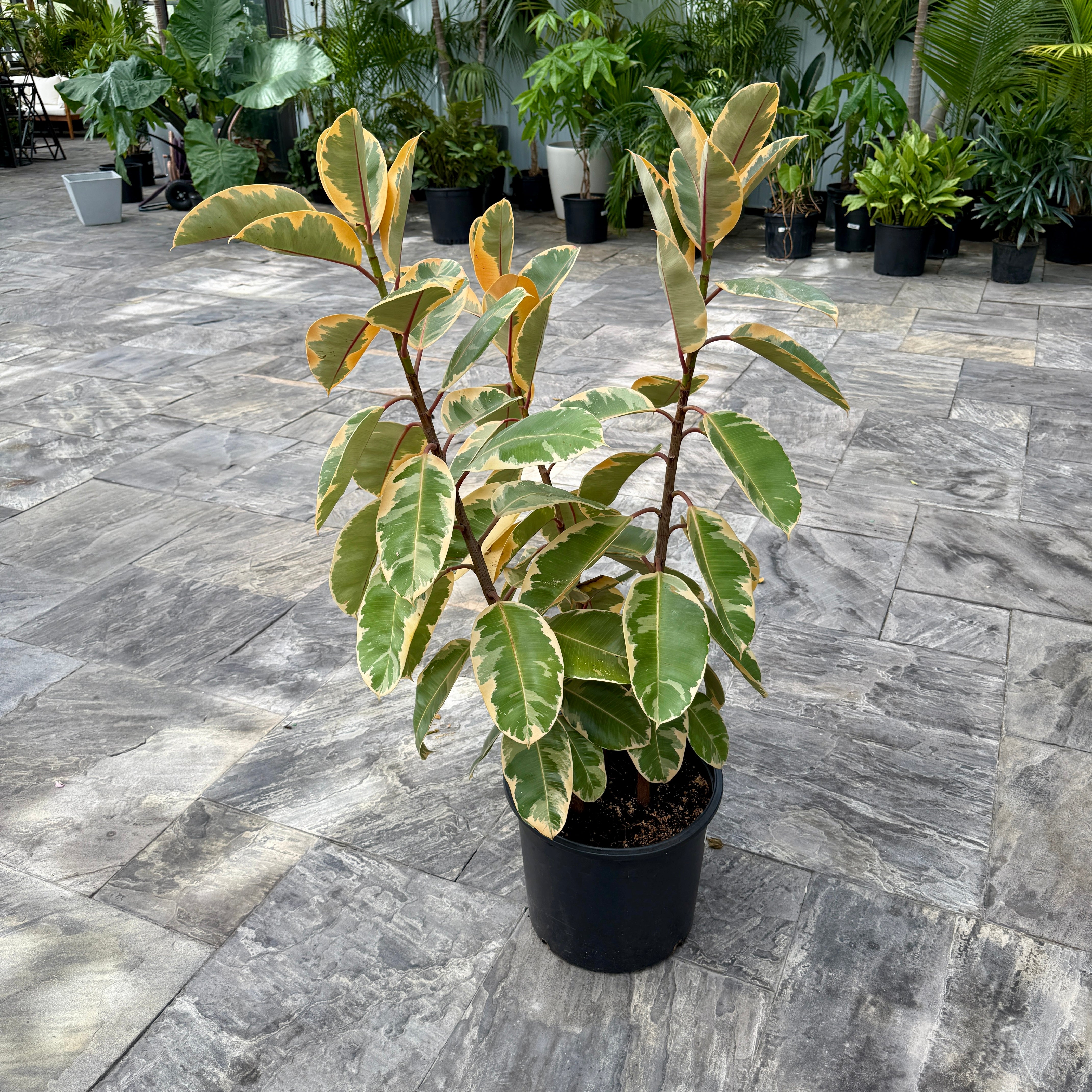 Variegated Rubber Plant 'Ruby' (Ficus elastica 'Ruby') - 14" Pot
