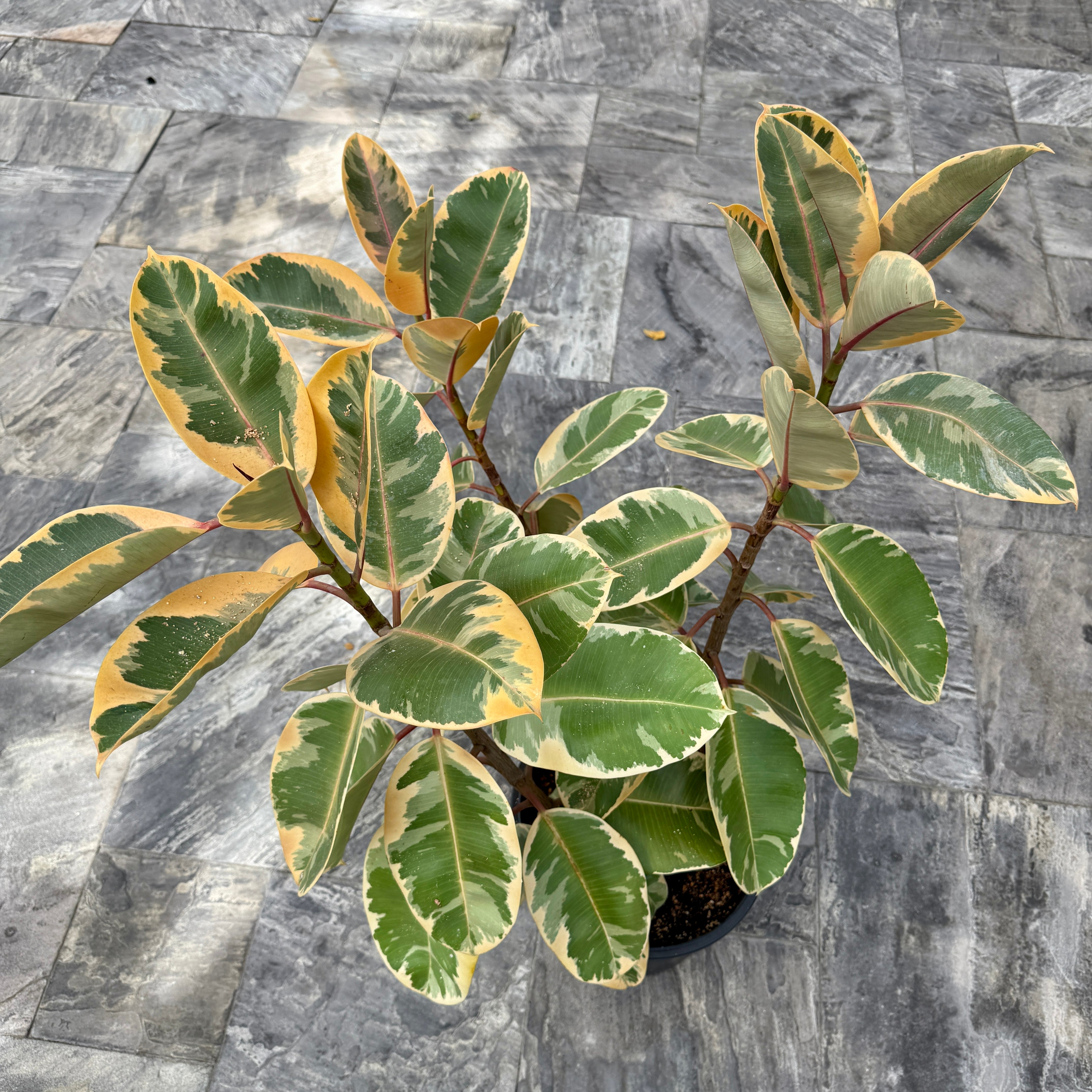 Variegated Rubber Plant 'Ruby' (Ficus elastica 'Ruby') - 14" Pot