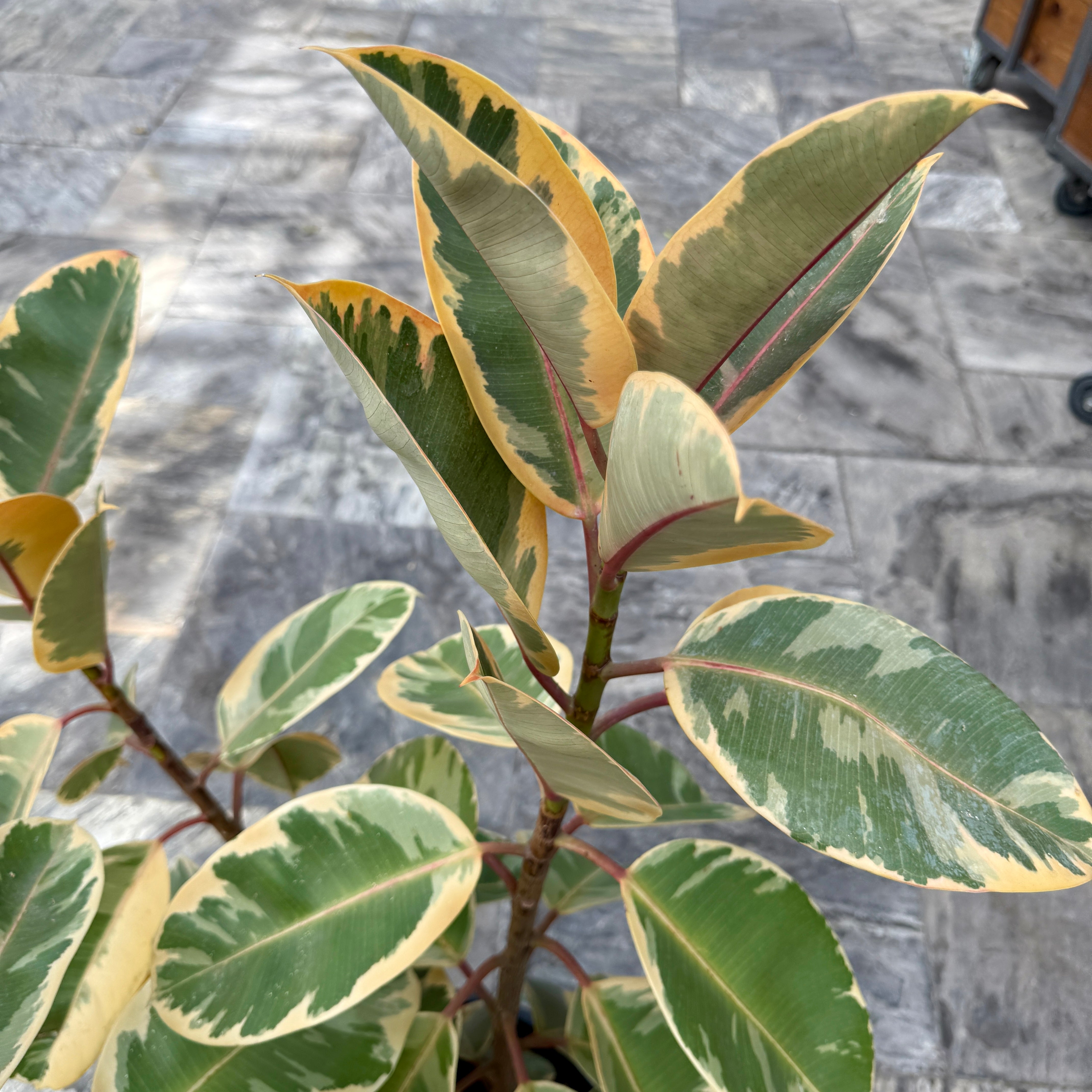 Variegated Rubber Plant 'Ruby' (Ficus elastica 'Ruby') - 14" Pot