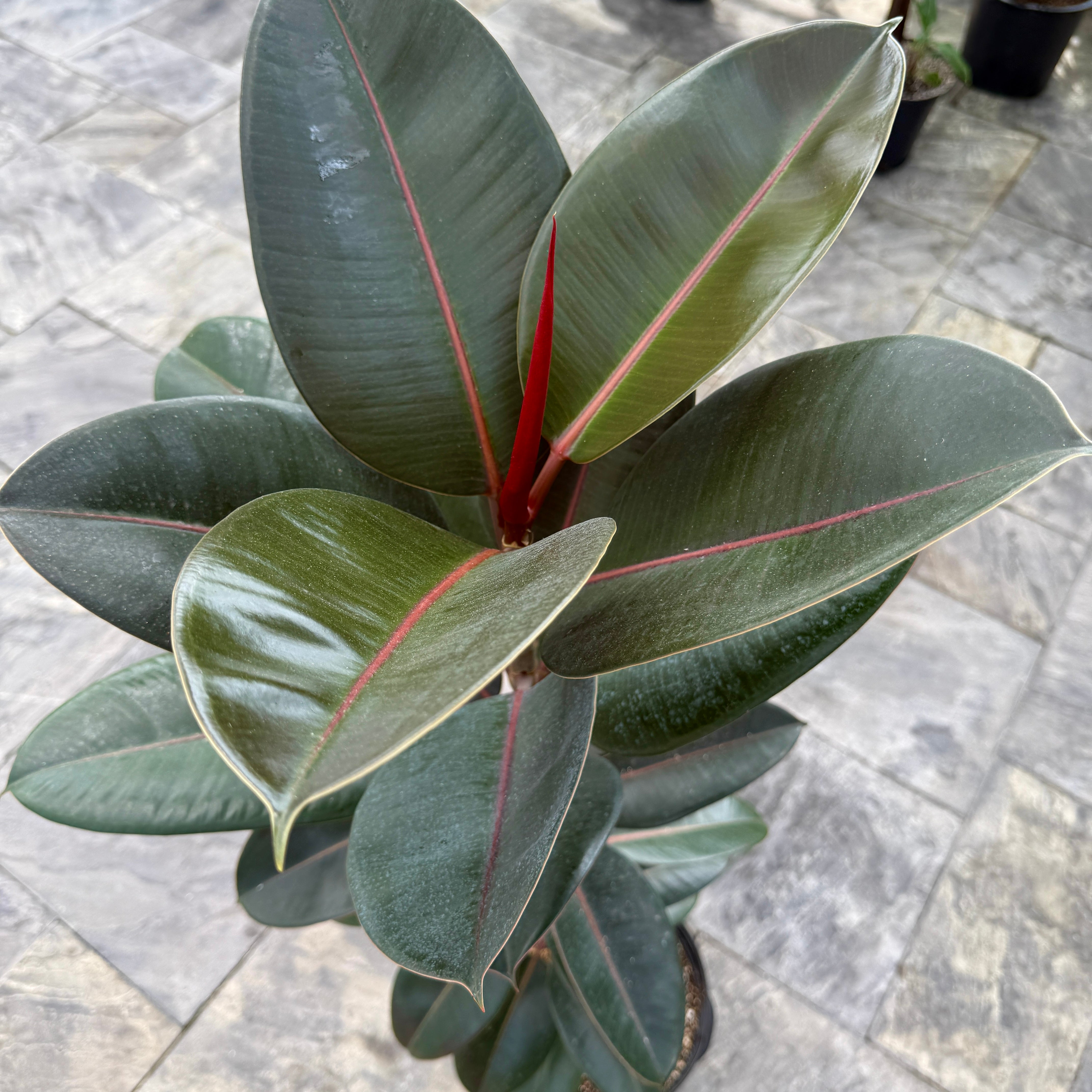 Rubber Fig 'Burgundy' (Ficus elastica 'Burgundy') - 12" Pot