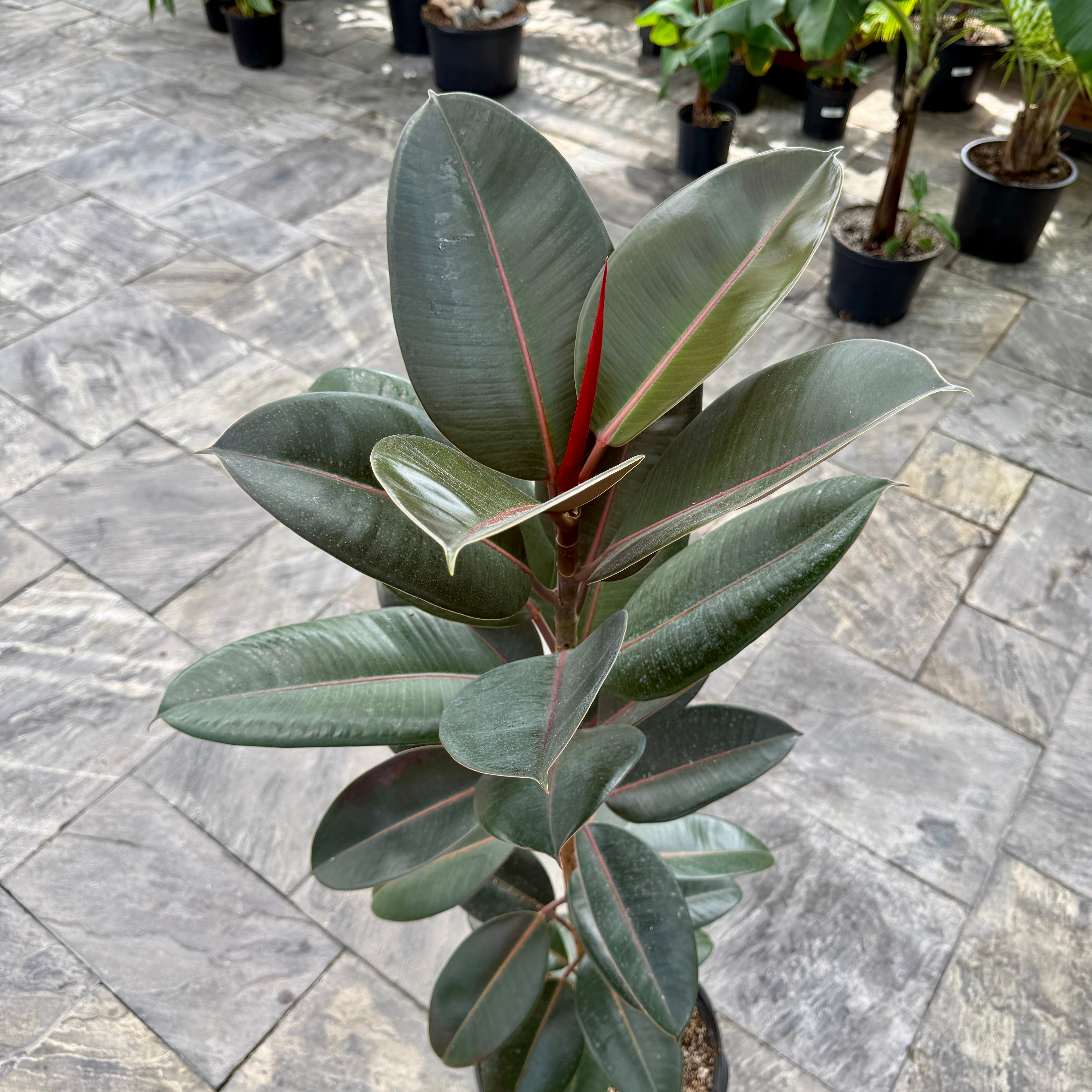 Rubber Fig 'Burgundy' (Ficus elastica 'Burgundy') - 12" Pot