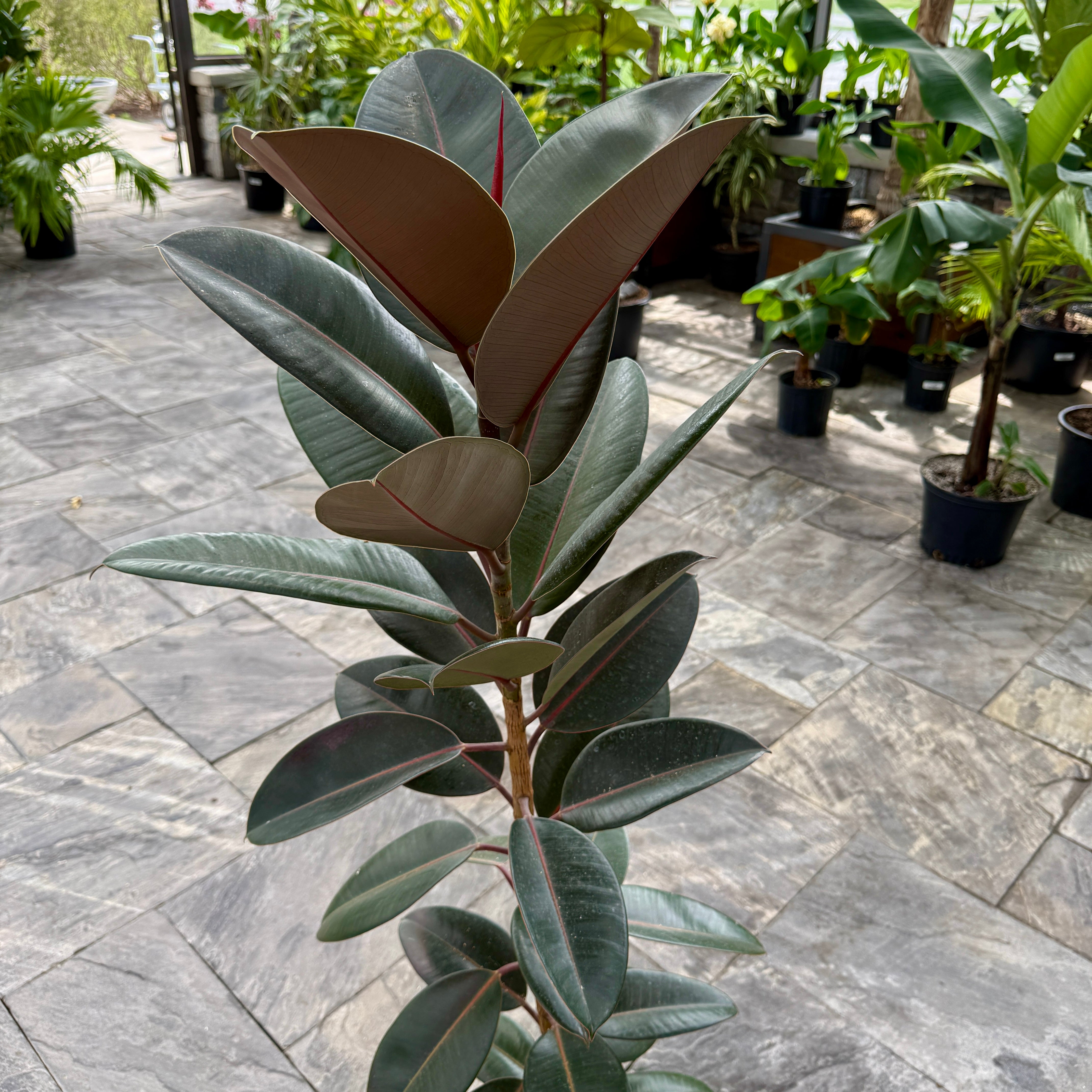 Rubber Fig 'Burgundy' (Ficus elastica 'Burgundy') - 12" Pot