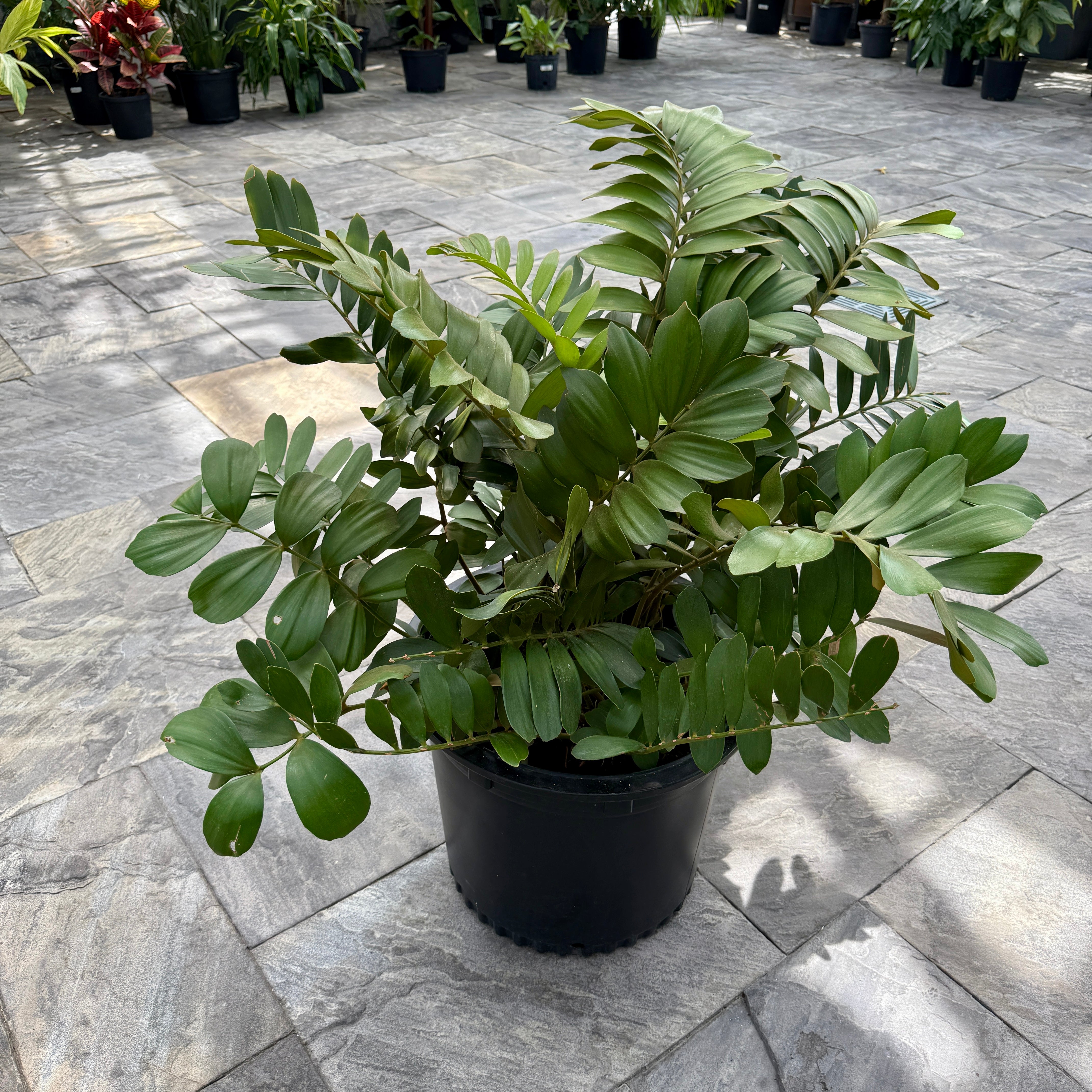 Cardboard Palm (Zamia furfaracea) - 18" Pot