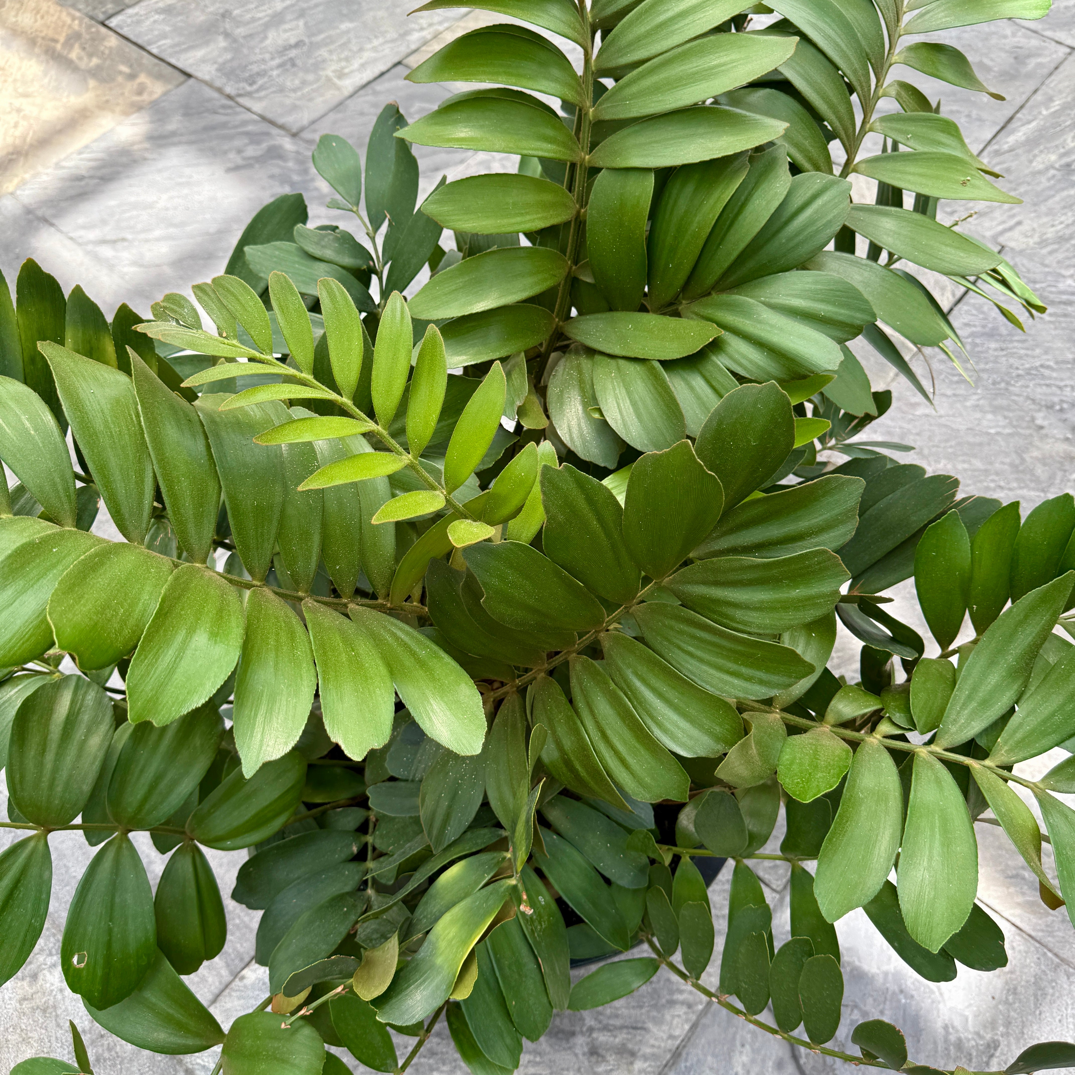 Cardboard Palm (Zamia furfaracea) - 18" Pot
