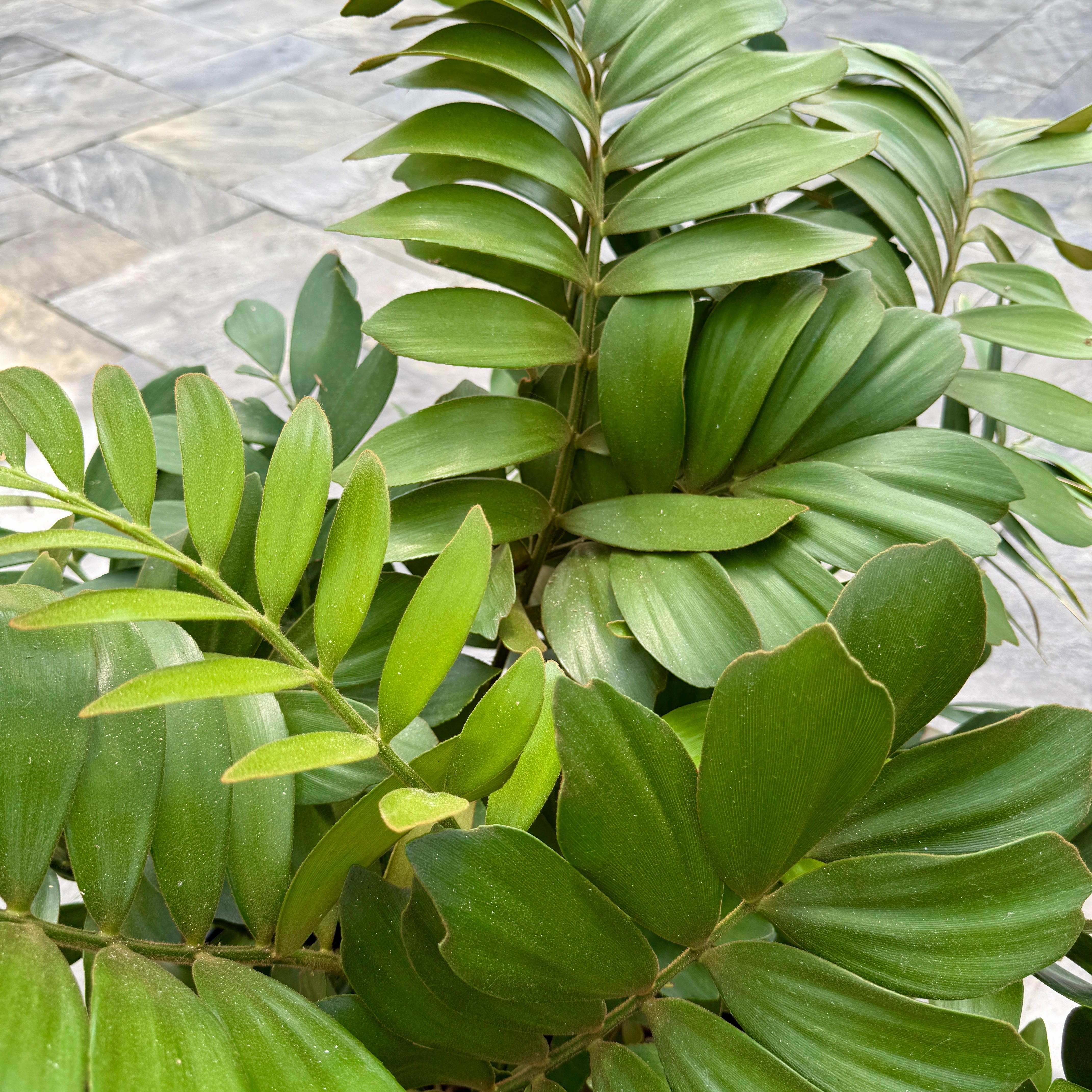 Cardboard Palm (Zamia furfaracea) - 18" Pot