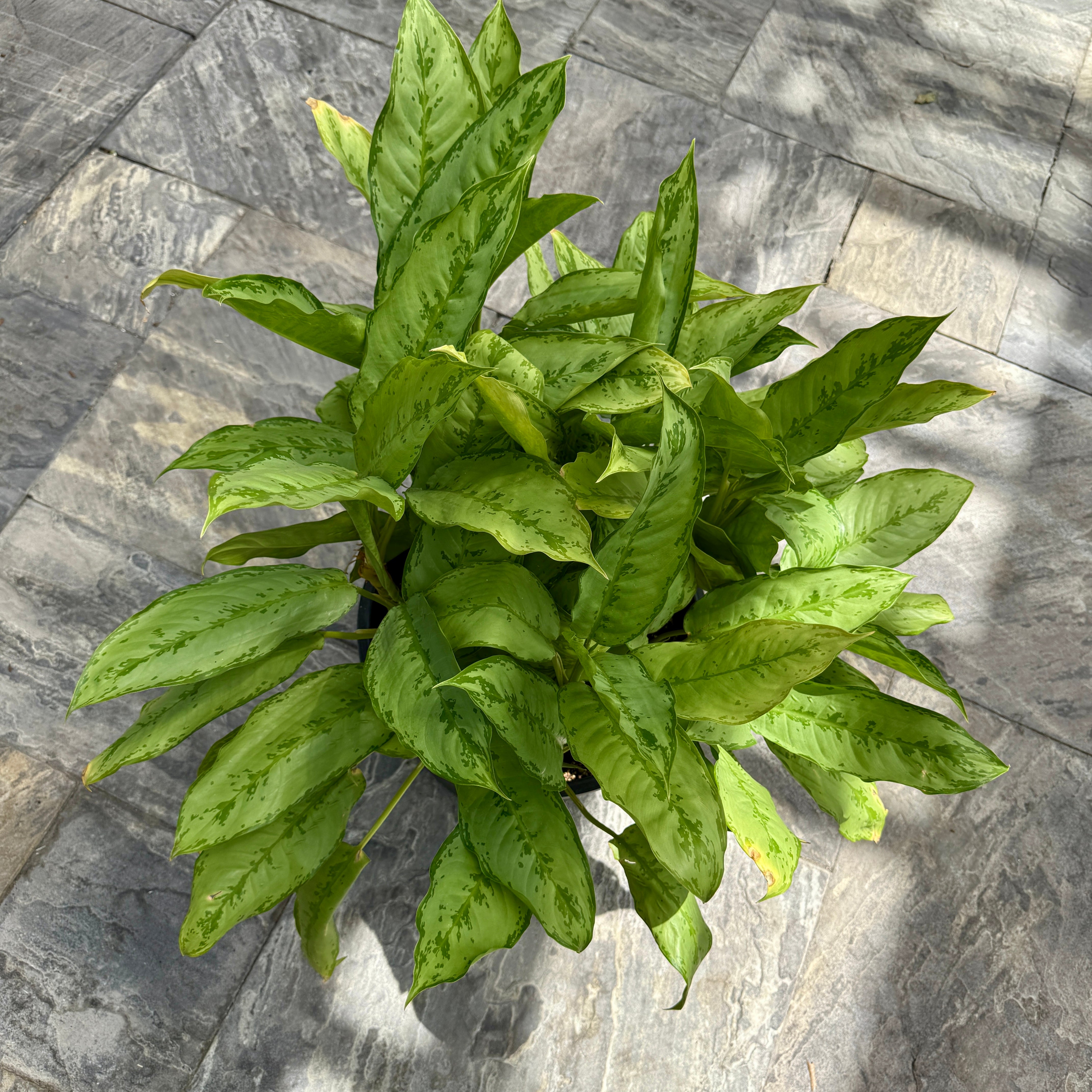 Chinese Evergreen 'Cecilia' (Aglaonema ' Cecilia') - 14" Pot