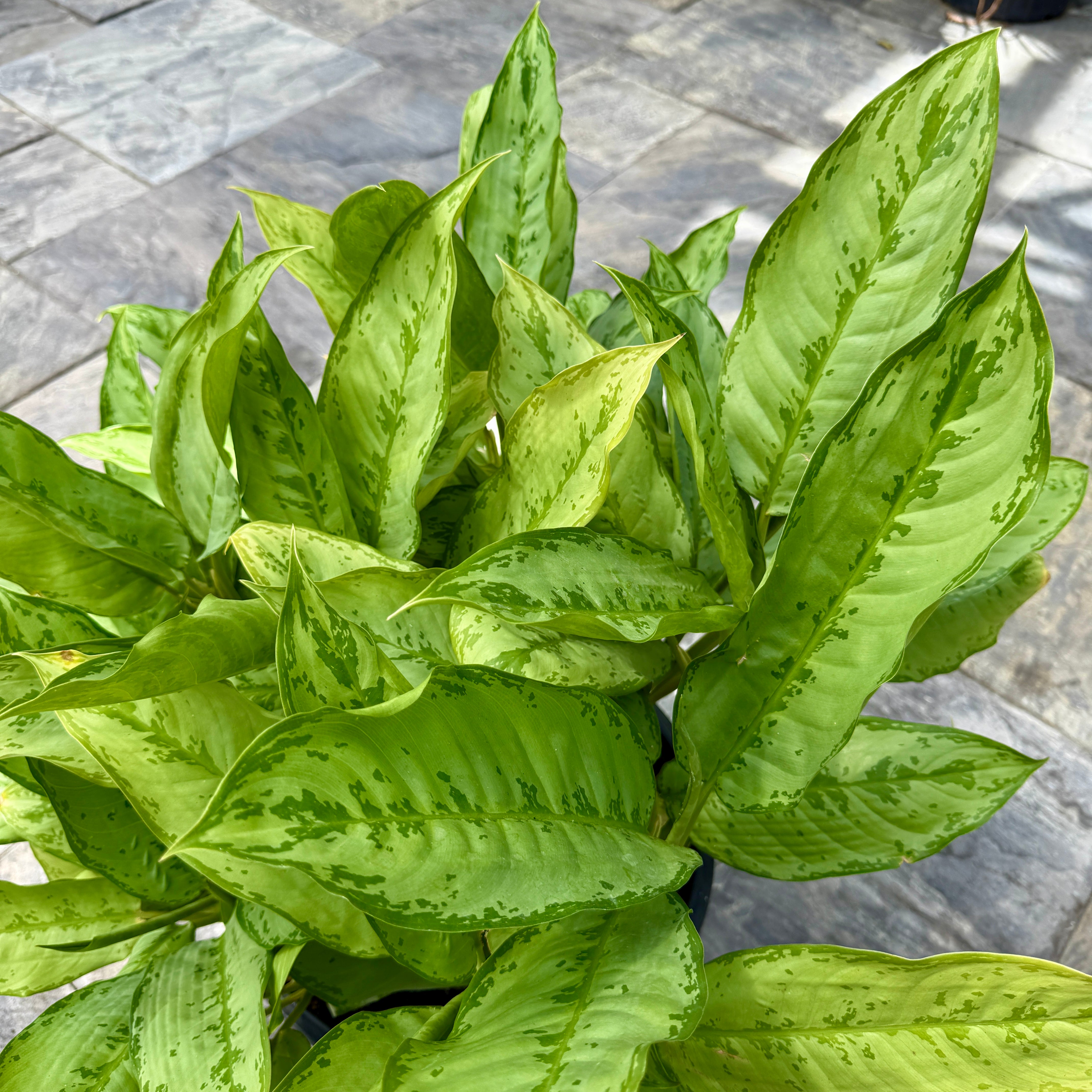 Chinese Evergreen 'Cecilia' (Aglaonema ' Cecilia') - 14" Pot