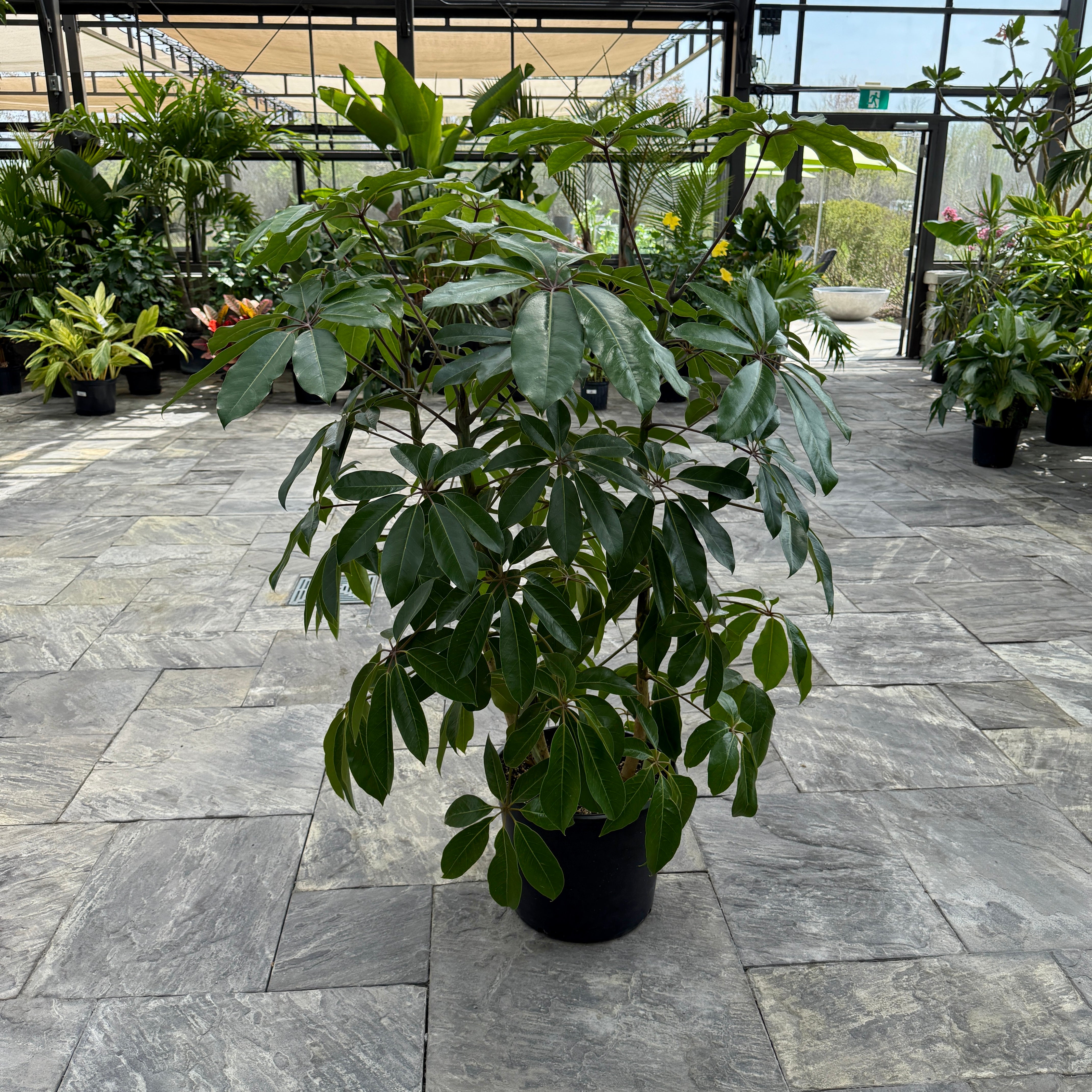 Umbrella Tree 'Amate' (Schefflera actinophylla 'Amate') - 17" Pot