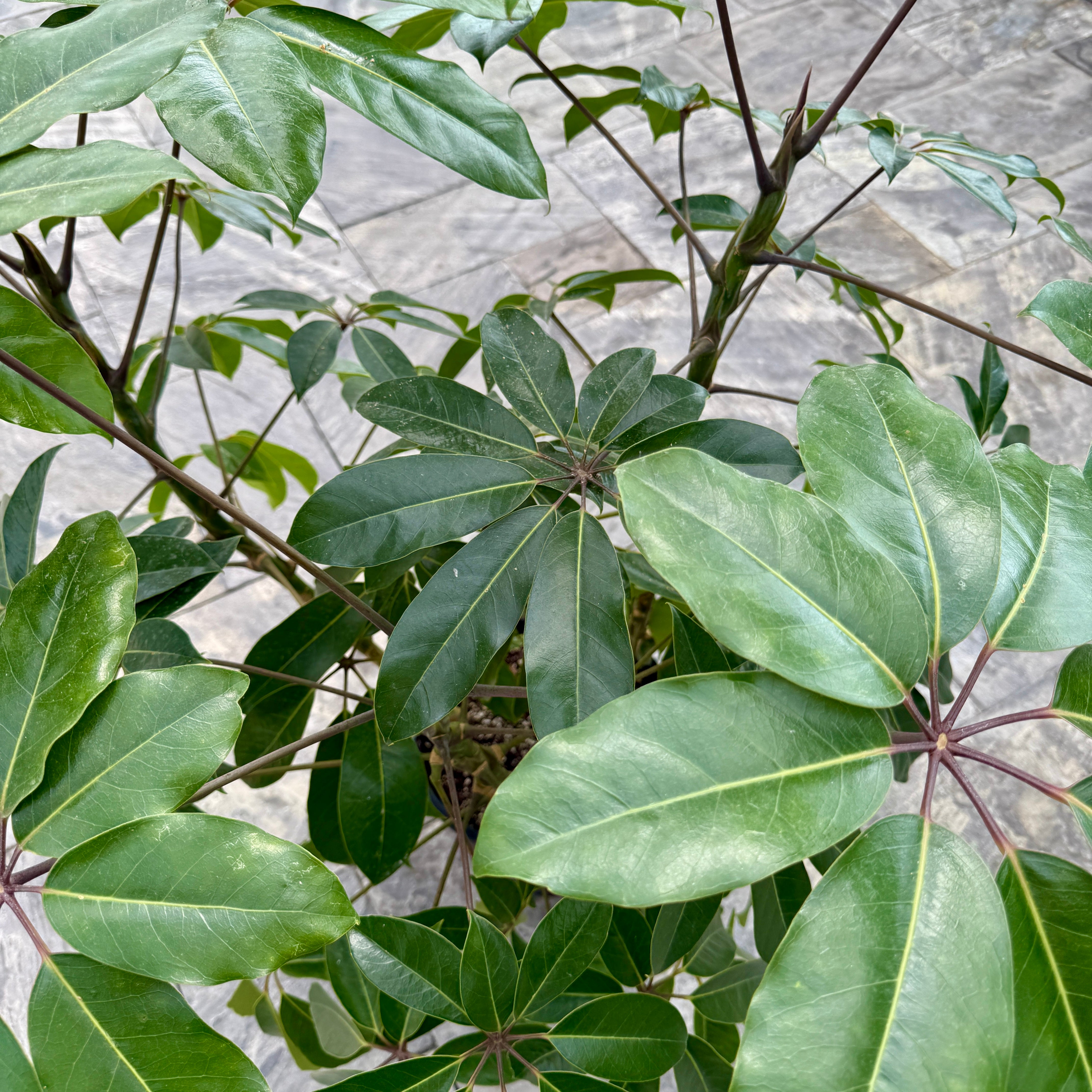 Umbrella Tree 'Amate' (Schefflera actinophylla 'Amate') - 17" Pot