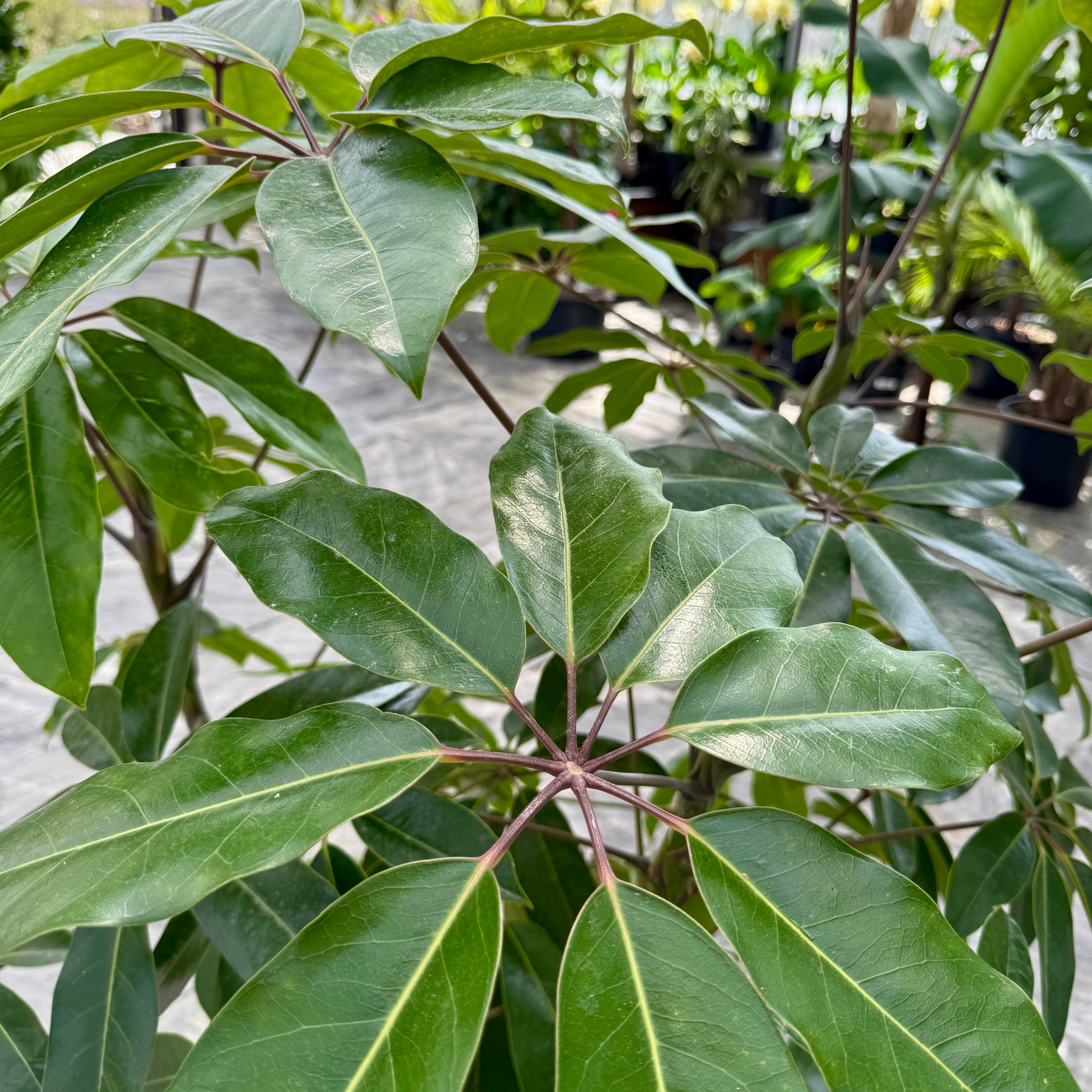 Umbrella Tree 'Amate' (Schefflera actinophylla 'Amate') - 17" Pot