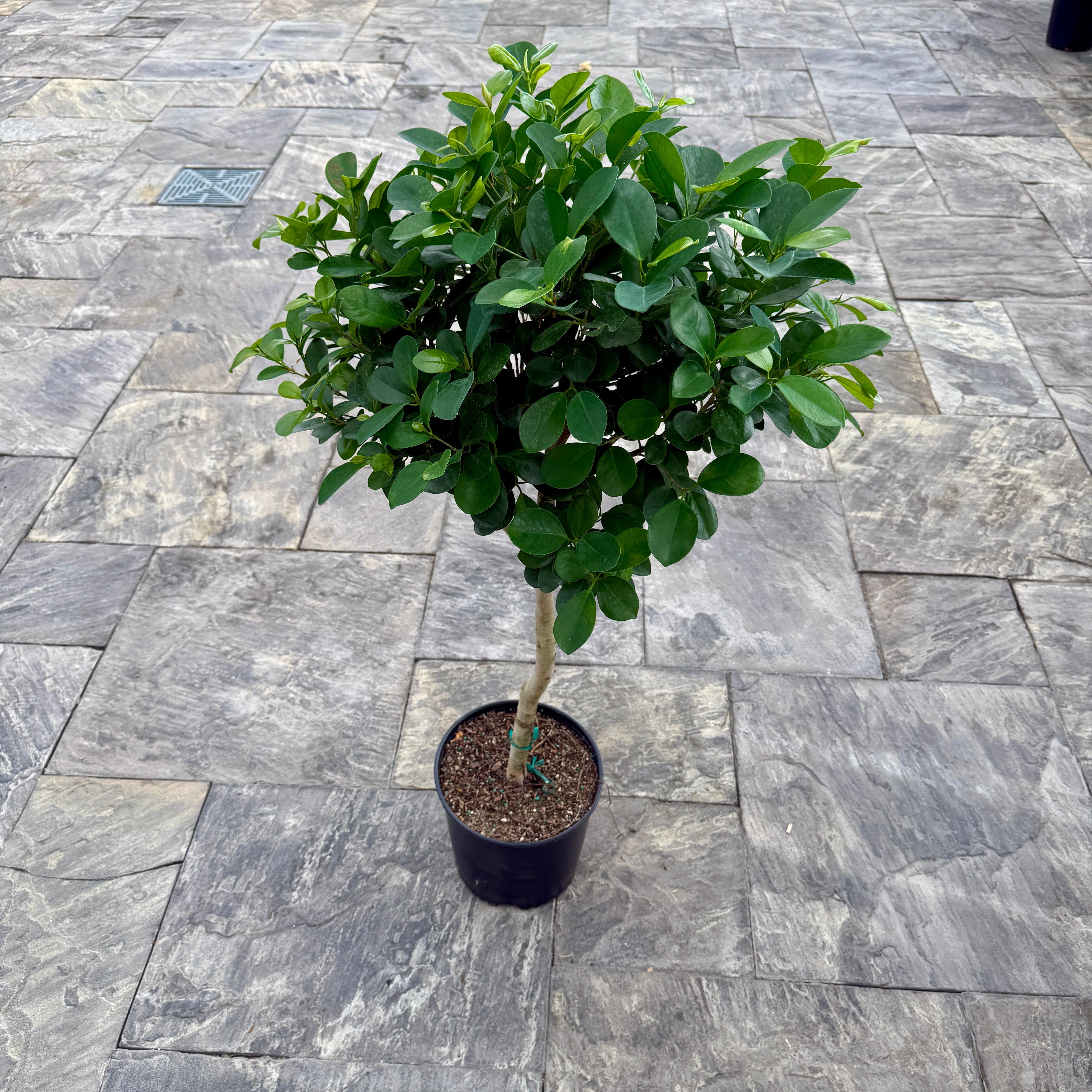 Ficus 'Moclame' (Ficus microcarpa moclame) - 10" Pot