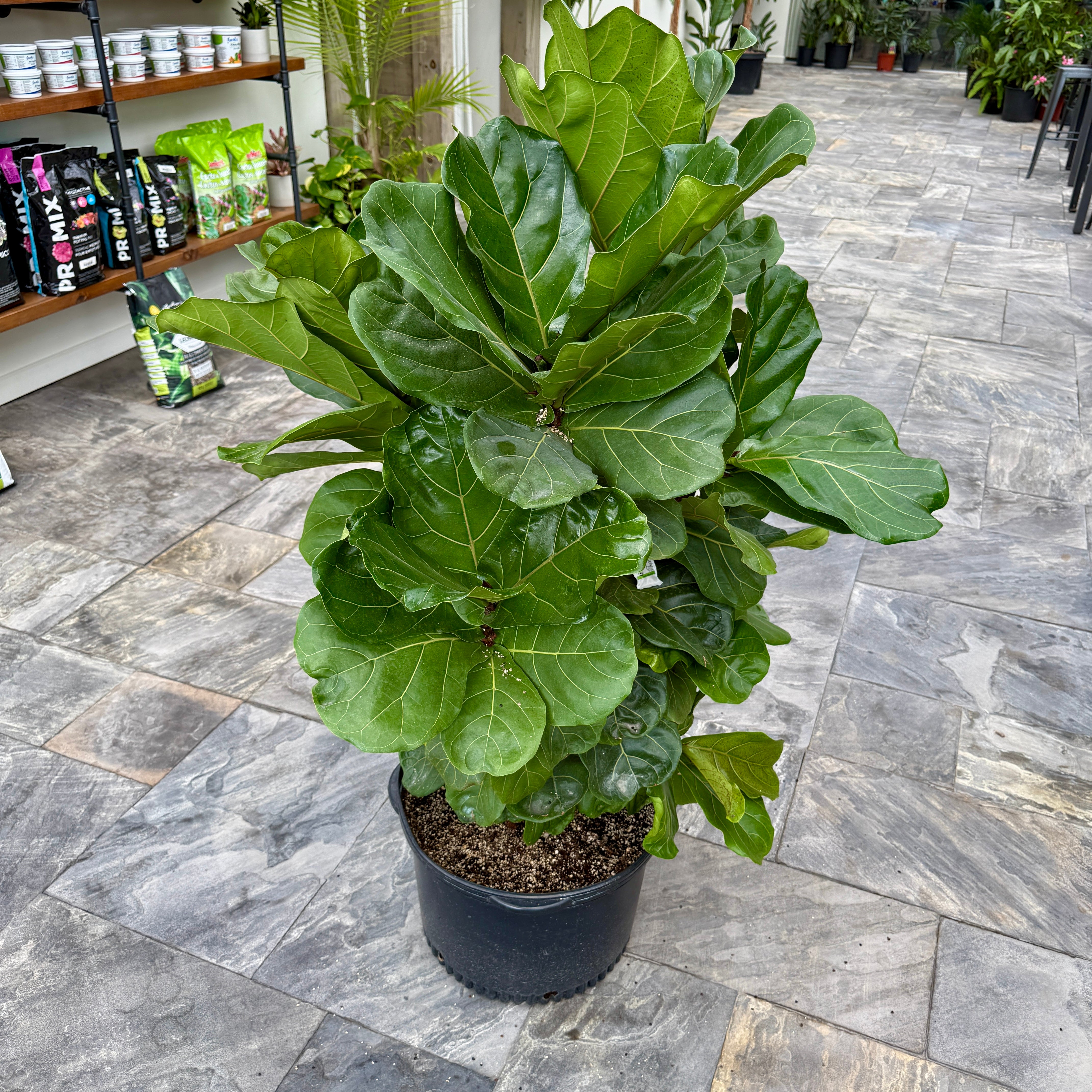 Fiddle Leaf Fig (Ficus lyrata) - 17" Pot - Bush