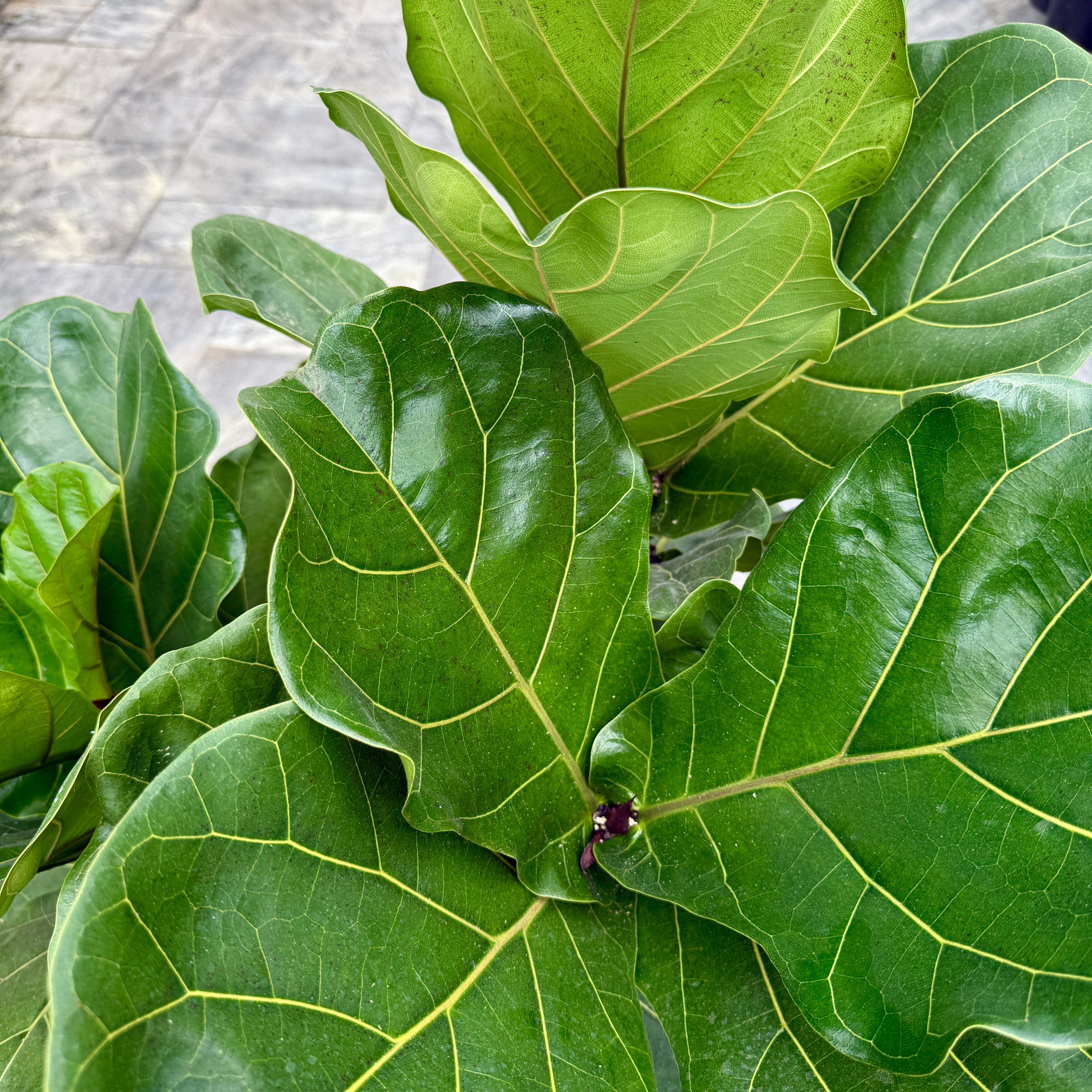 Fiddle Leaf Fig (Ficus lyrata) - 17" Pot - Bush